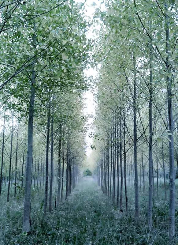 PASSAGE ... The hair on the back of my neck rises. Who is staring down the eerie line of trees and what are they thinking?

Even a peaceful scene is suspiciously quiet and tranquil. I brace myself for a surprise. Either a slow seep of ominous underst