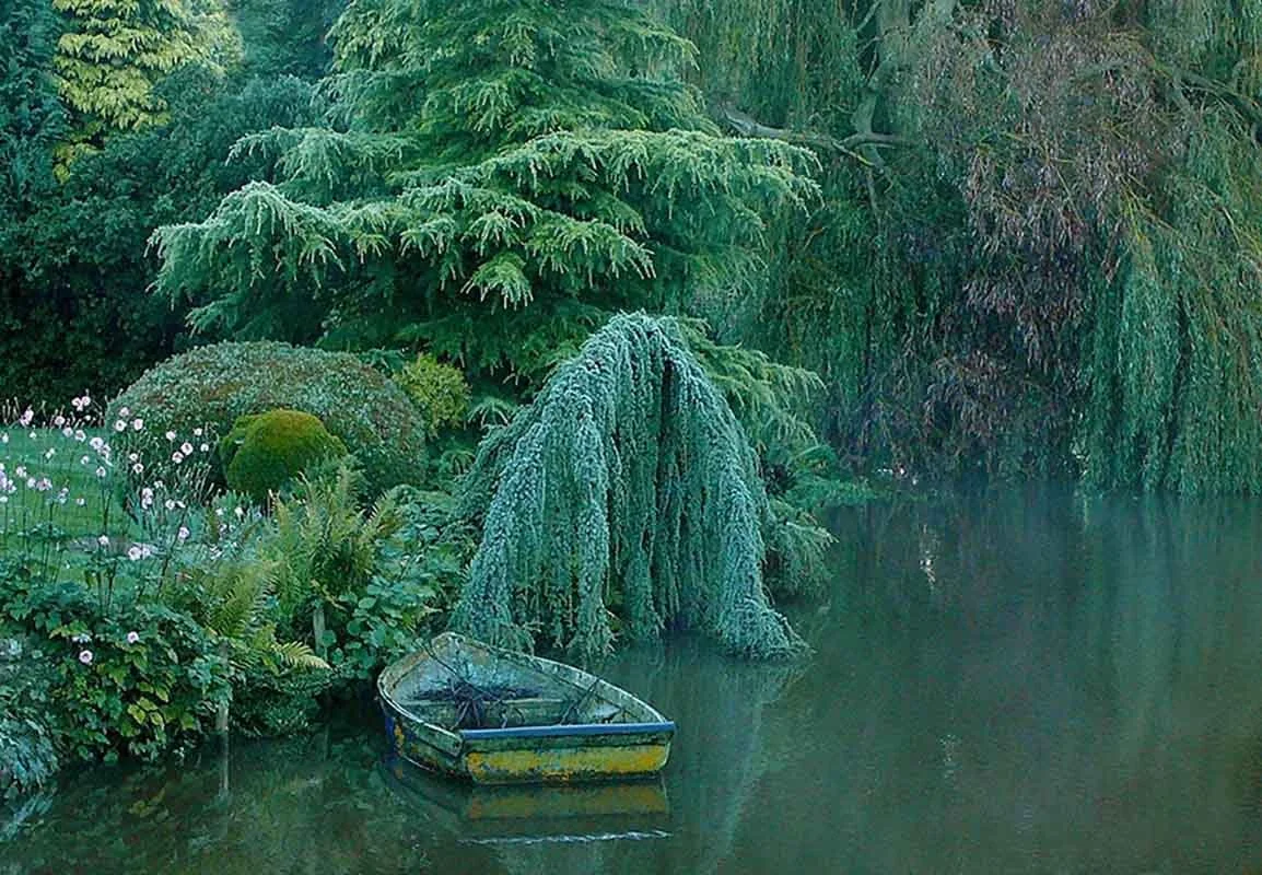 photograph of greenery around a pond with an old rowboat