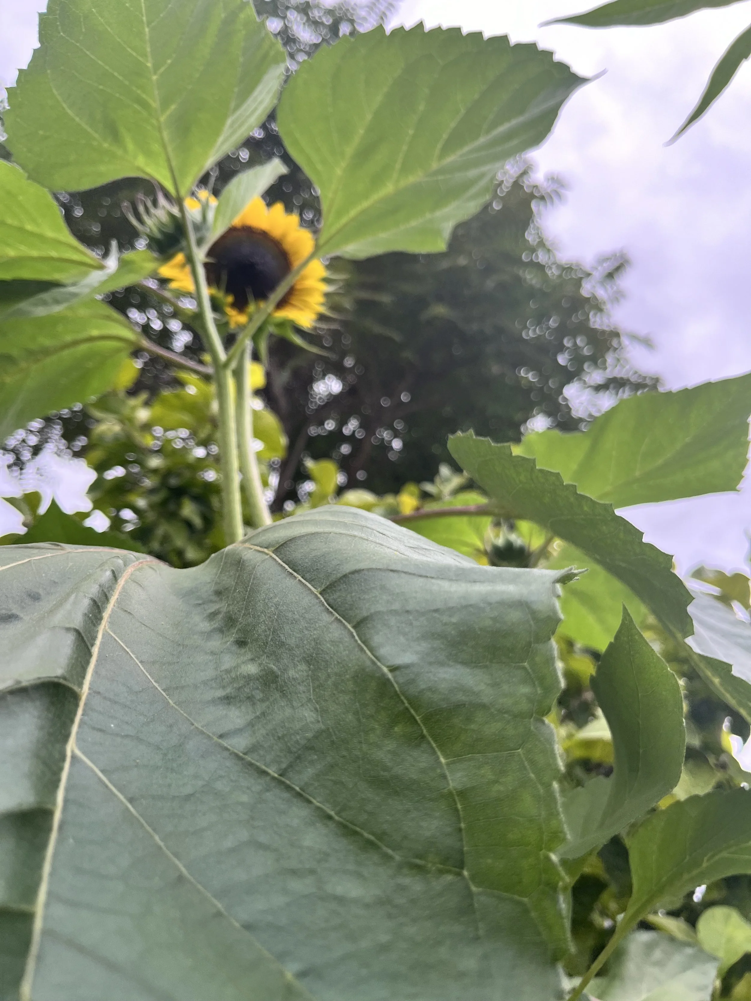 Close-up view of green leaves with a sunflower flower partially visible behind them.