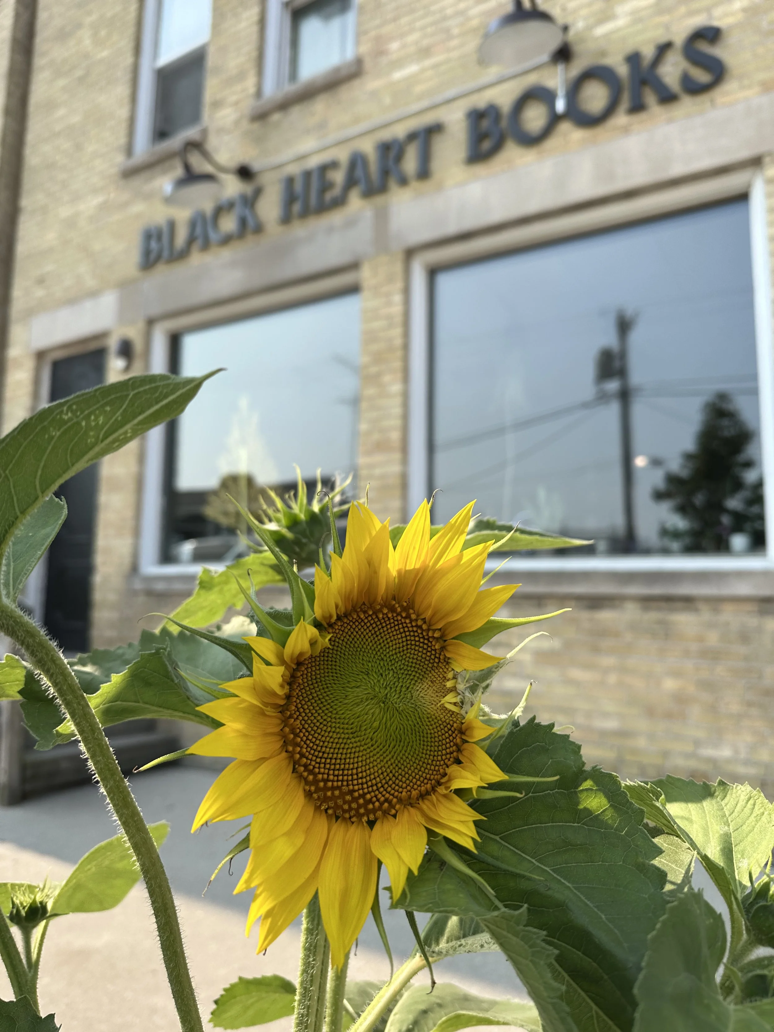 Close-up of a sunflower with bright yellow petals and a green center, with large green leaves in the foreground. The background shows a building with window panes and a sign that reads 'Black Heart Books'.