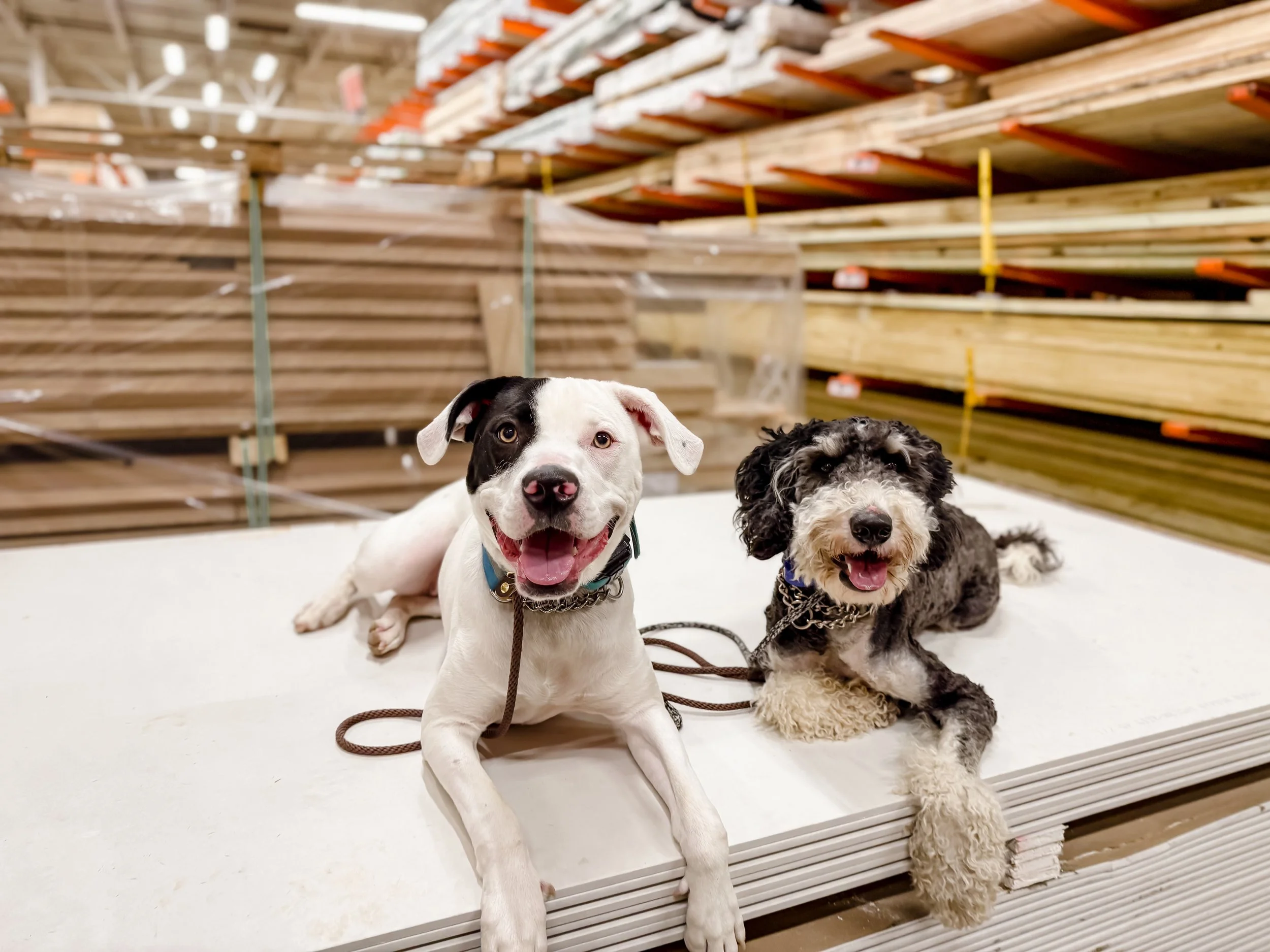 Two dogs lying on a white platform in a hardware store with stacked wooden planks in the background.