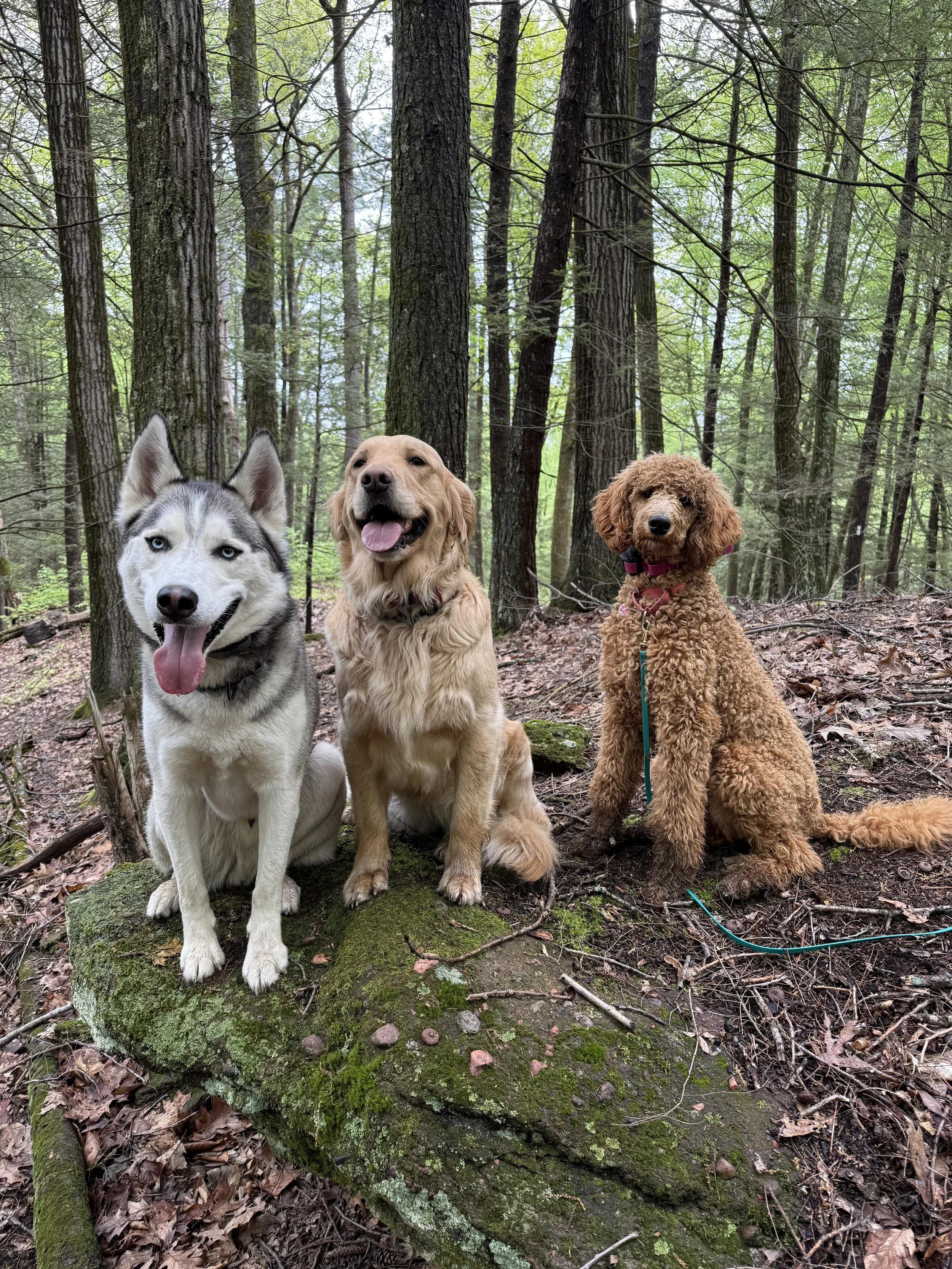 Three dogs, a Siberian Husky, a Golden Retriever, and a Poodle, standing on a moss-covered log in a forest with tall trees and green foliage.