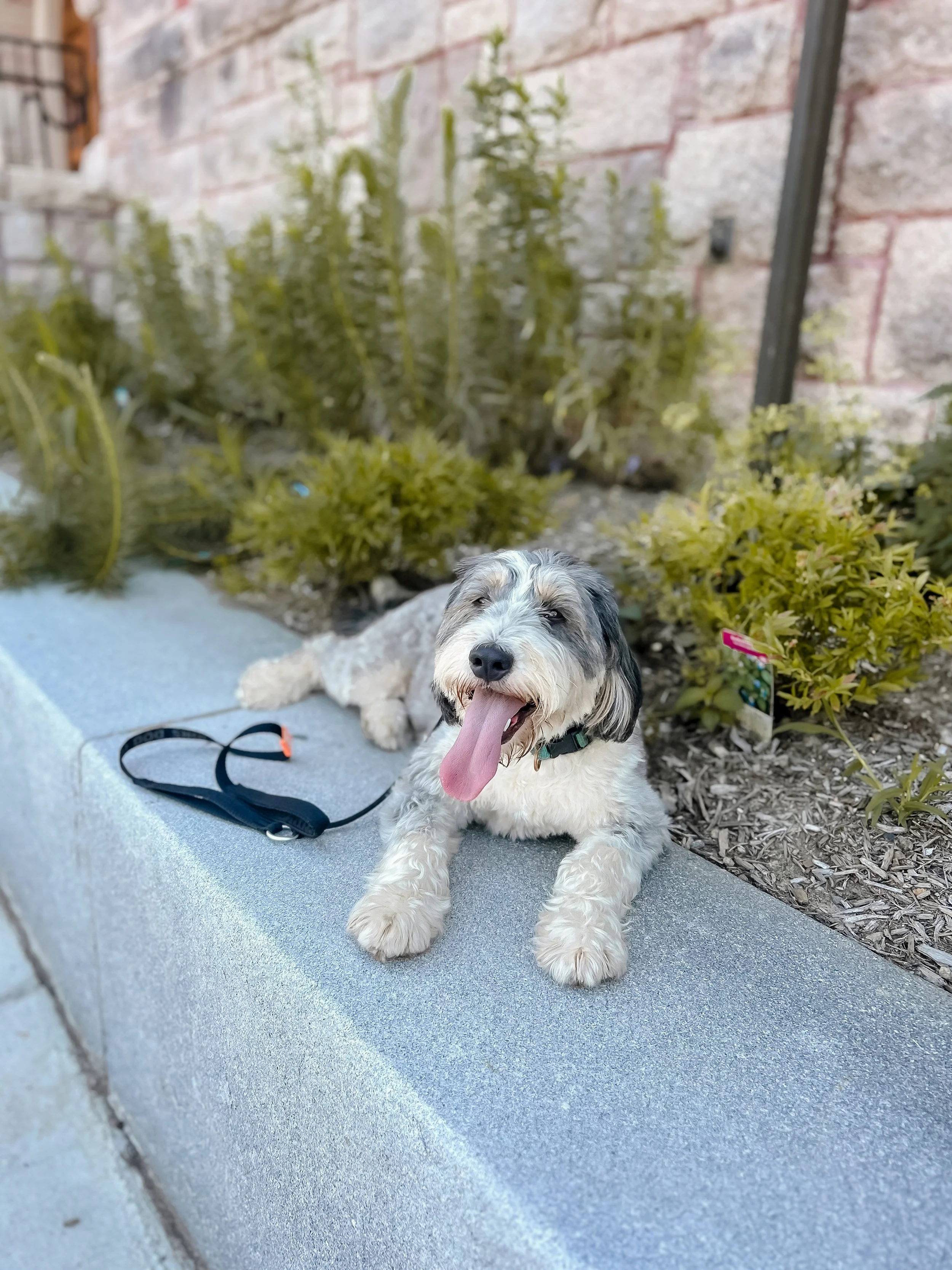 A small dog with black, white, and gray fur lying on a concrete sidewalk near some yellow-green plants and a brick wall, with a black leash on the ground and its tongue hanging out.