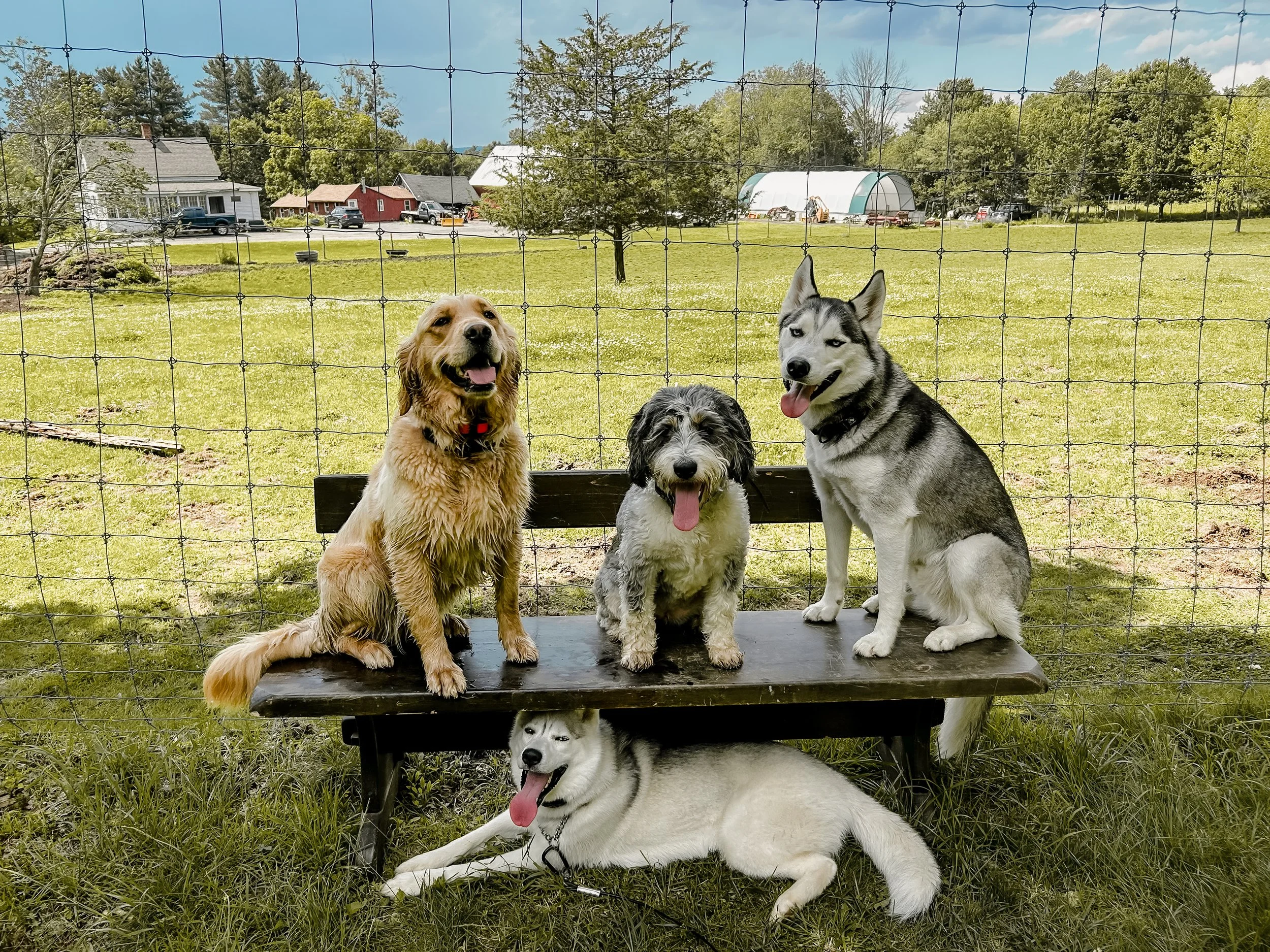 Four dogs sitting and lying on a wooden bench behind a wire fence, with a grassy field, trees, and houses in the background.