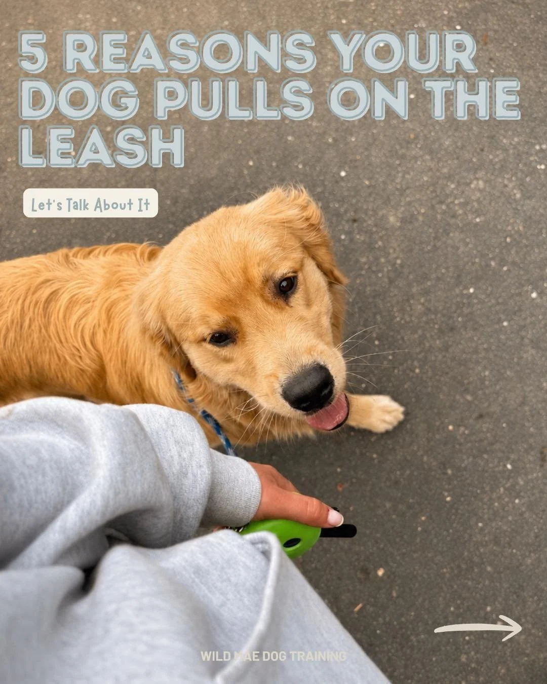 Leash pulling is more than just your dog &ldquo;being stubborn&rdquo;! There&rsquo;s usually a reason behind it, and understanding that is the first step toward better walks.

#DogTraining #LeashTraining #DogTrainingTips #DogTrainer #WildMaeDogTraini