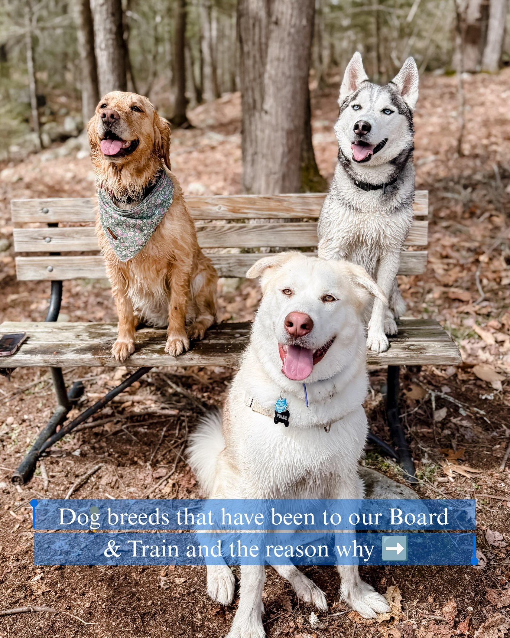 Different dogs, different goals, same mission: better-behaved pups 🐾✨ From leash pulling and counter surfing to reactivity, recall, and off-leash obedience. 

Swipe to see what these pups came to us to work on!

#BoardAndTrain #DogTraining #DogTrain