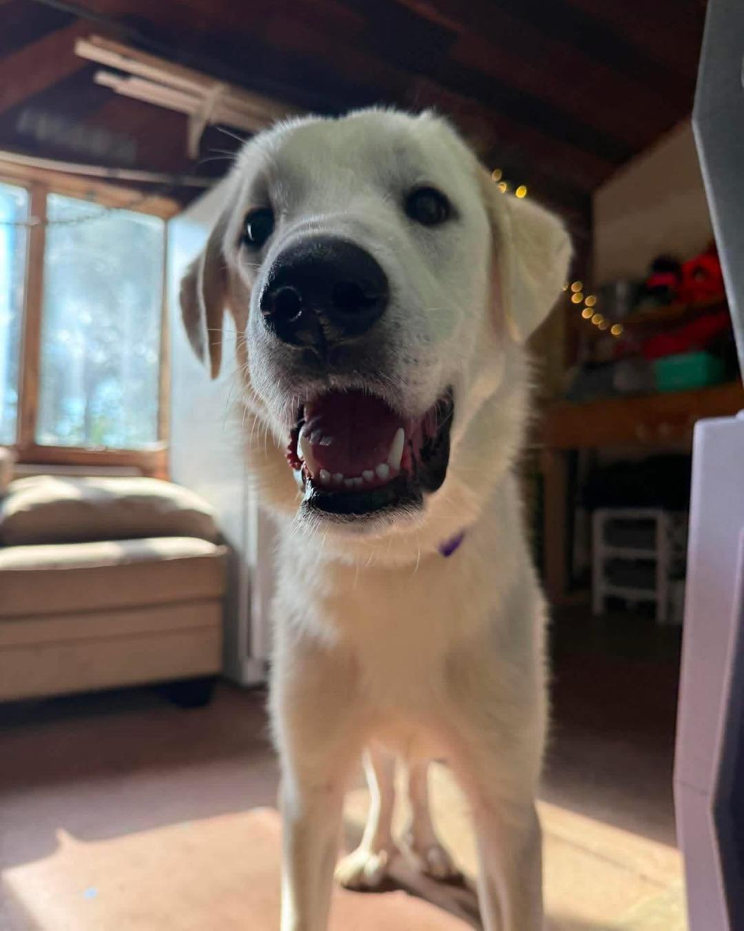 FROST NEEDS A FOREVER HOME!!!

If you&rsquo;re new here, most of my posts are about training dogs&hellip; but today we&rsquo;re switching it up because my foster boy Frost needs a forever family! 🥹

Frost is a 6 month old Great Pyrenees/Akbash mix w