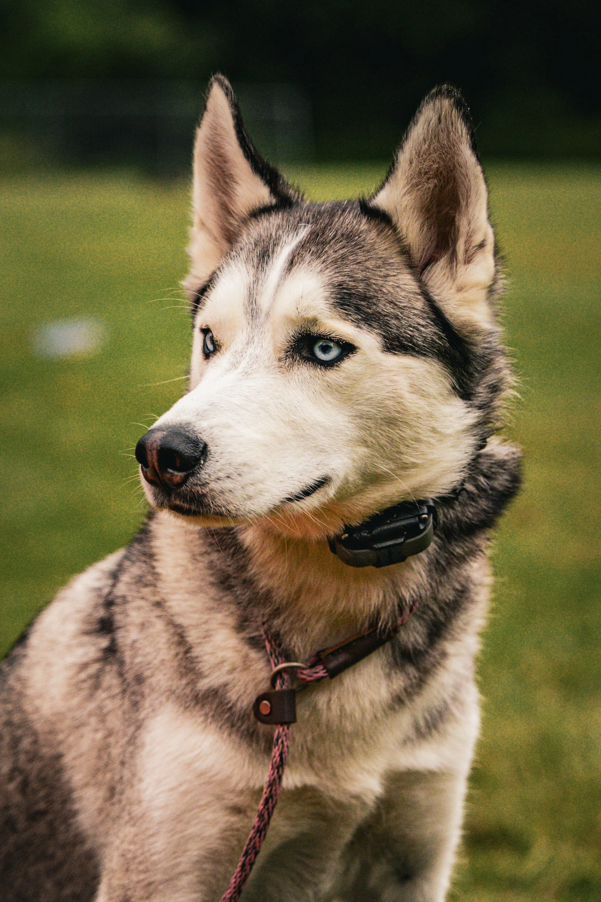 Do E-Collars Hurt Dogs? 