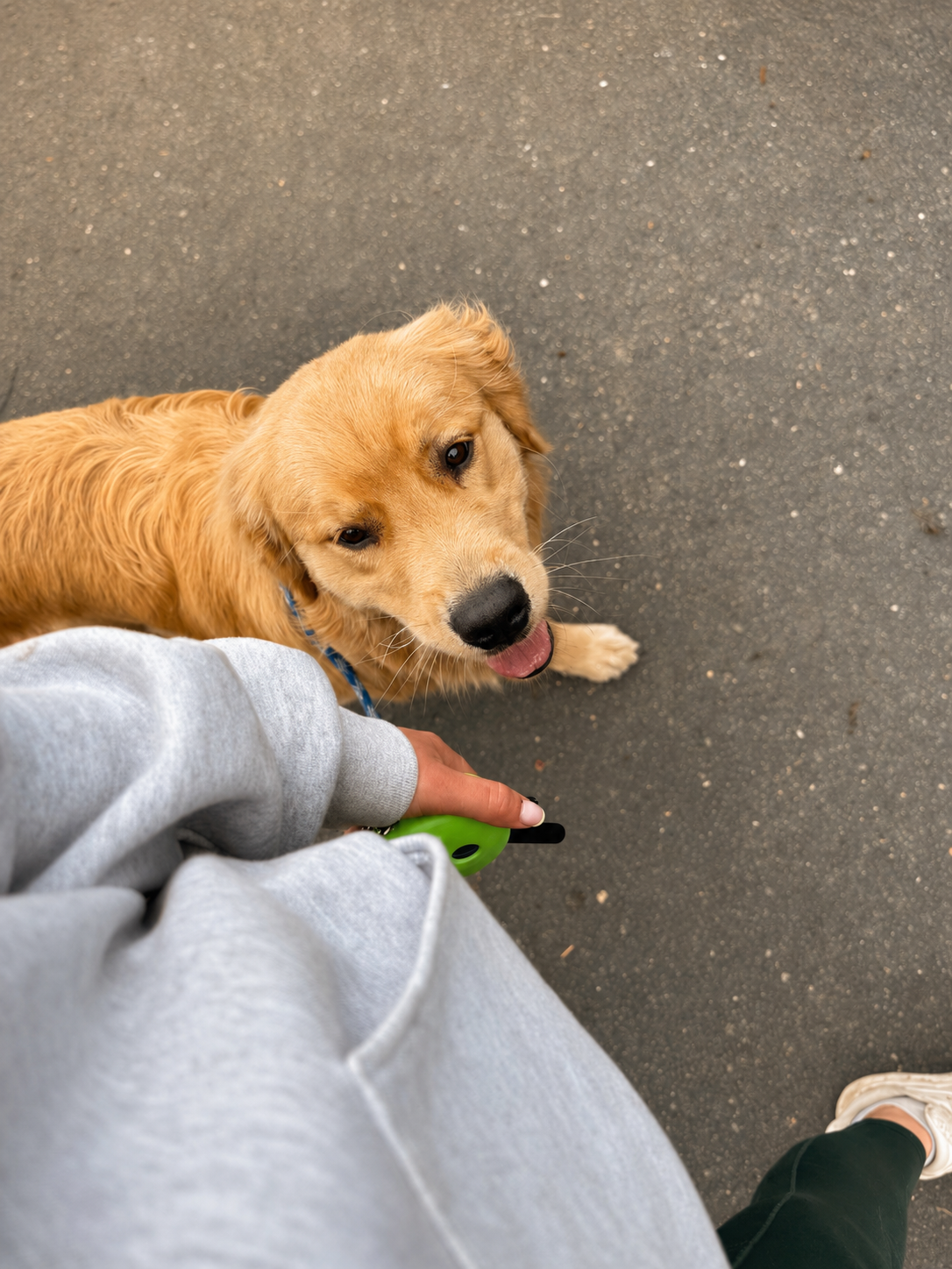 How to Transition Your Dog from Board &amp; Train Back Home&nbsp;