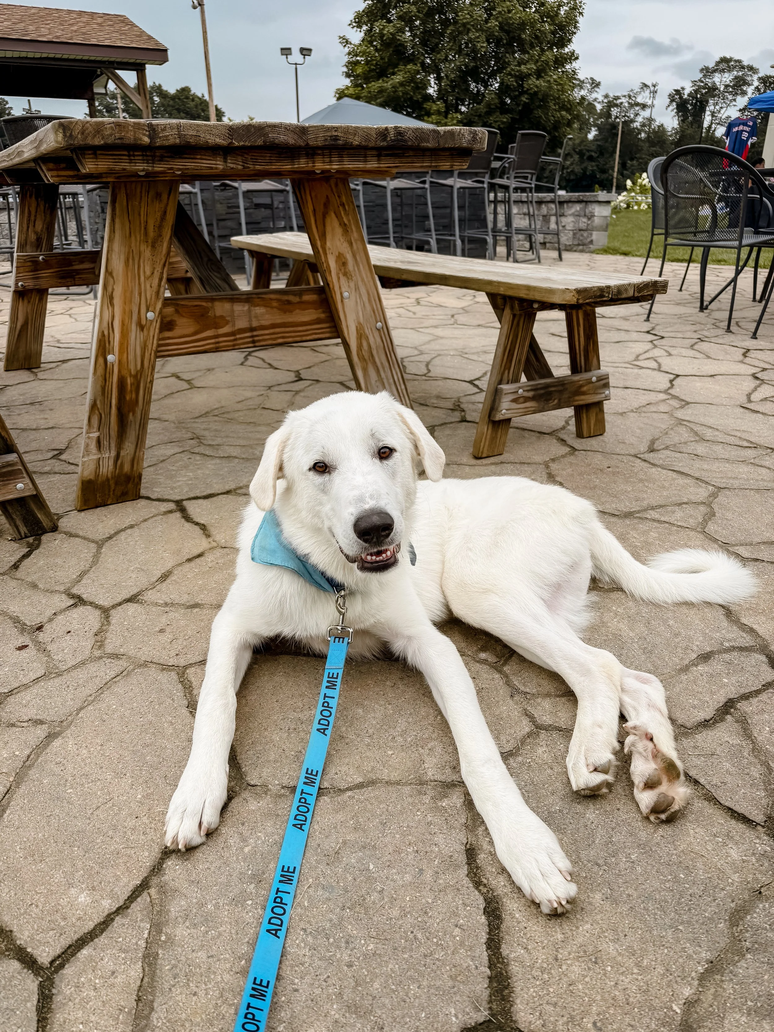 A white Labrador retriever dog lying on a cracked concrete surface under a wooden picnic table, wearing a blue 'Adopt Me' collar with leash, in an outdoor patio area with chairs, tables, trees, and cloudy sky in the background.