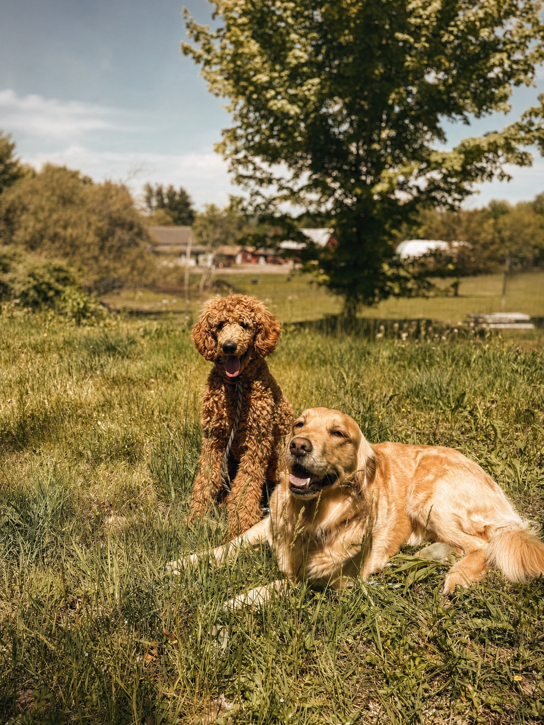 Two golden retriever dogs resting on a grassy field under a large tree with a rural farm in the background on a sunny day.