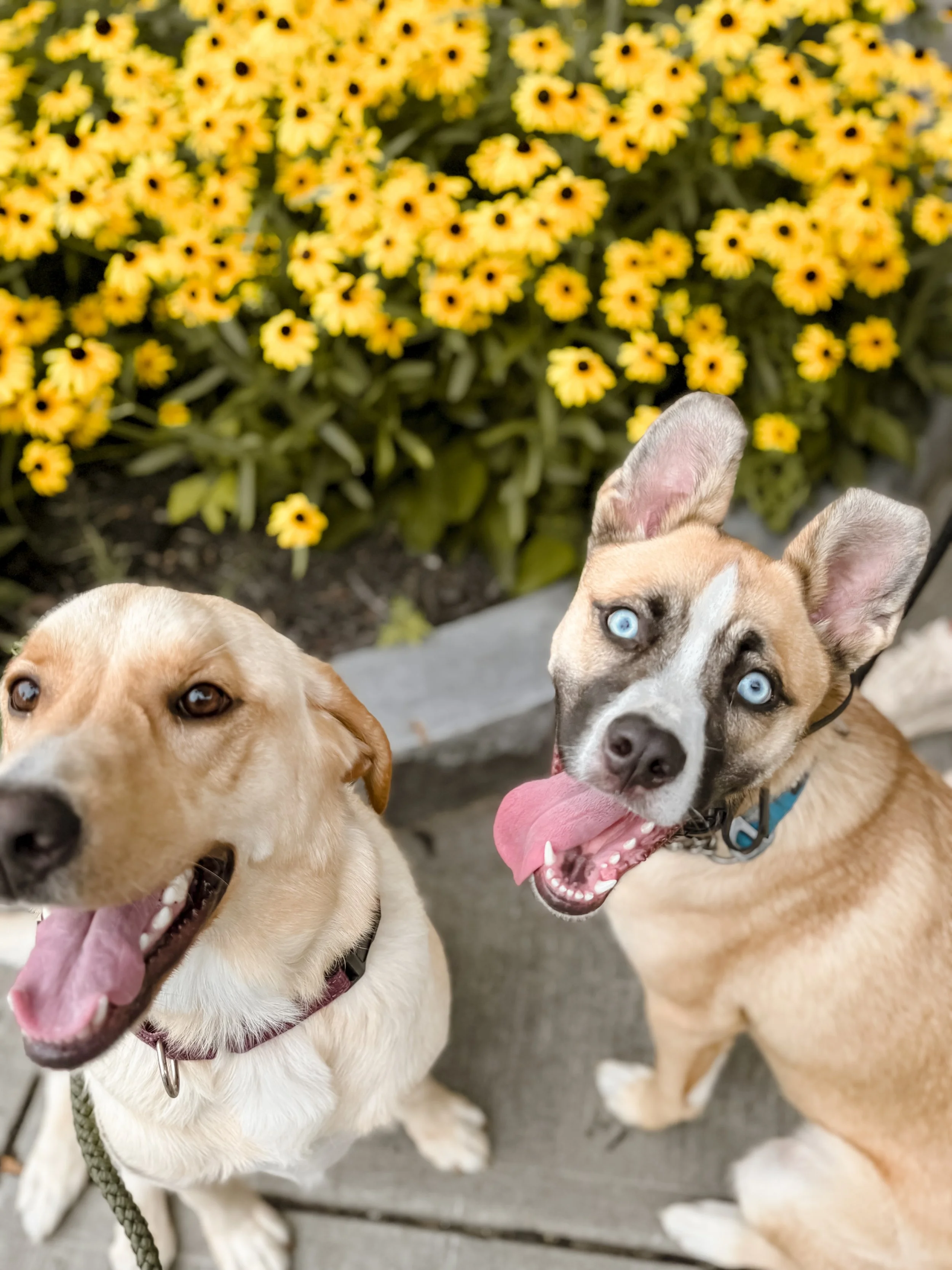 Two dogs, one with a tan and white coat and blue eyes, the other with a light tan coat, sitting outside on a sidewalk with a bed of yellow flowers in the background.
