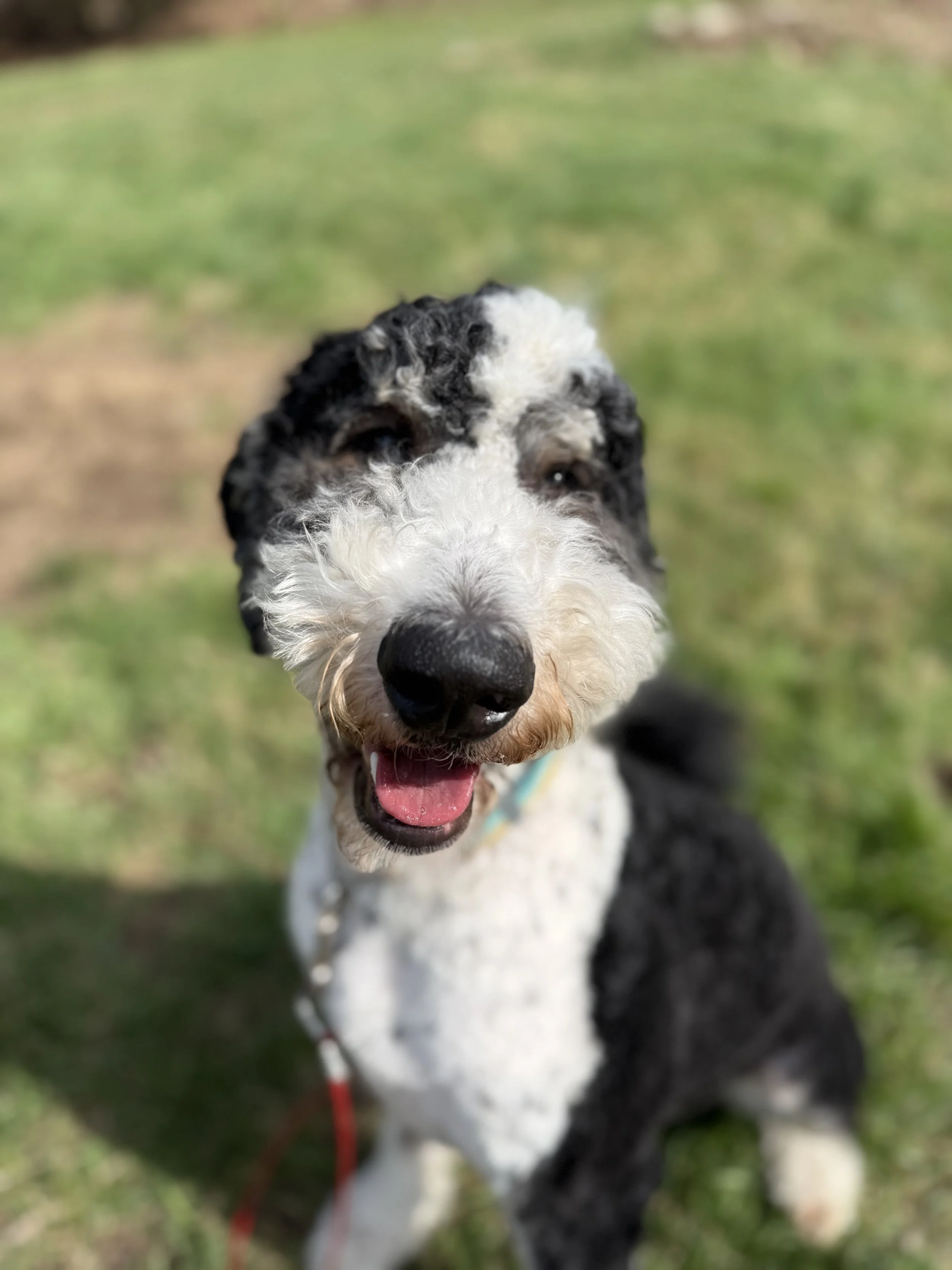 A happy black and white curly-haired dog with brown eyes, mouth open, appearing to smile, on a grassy outdoor setting.