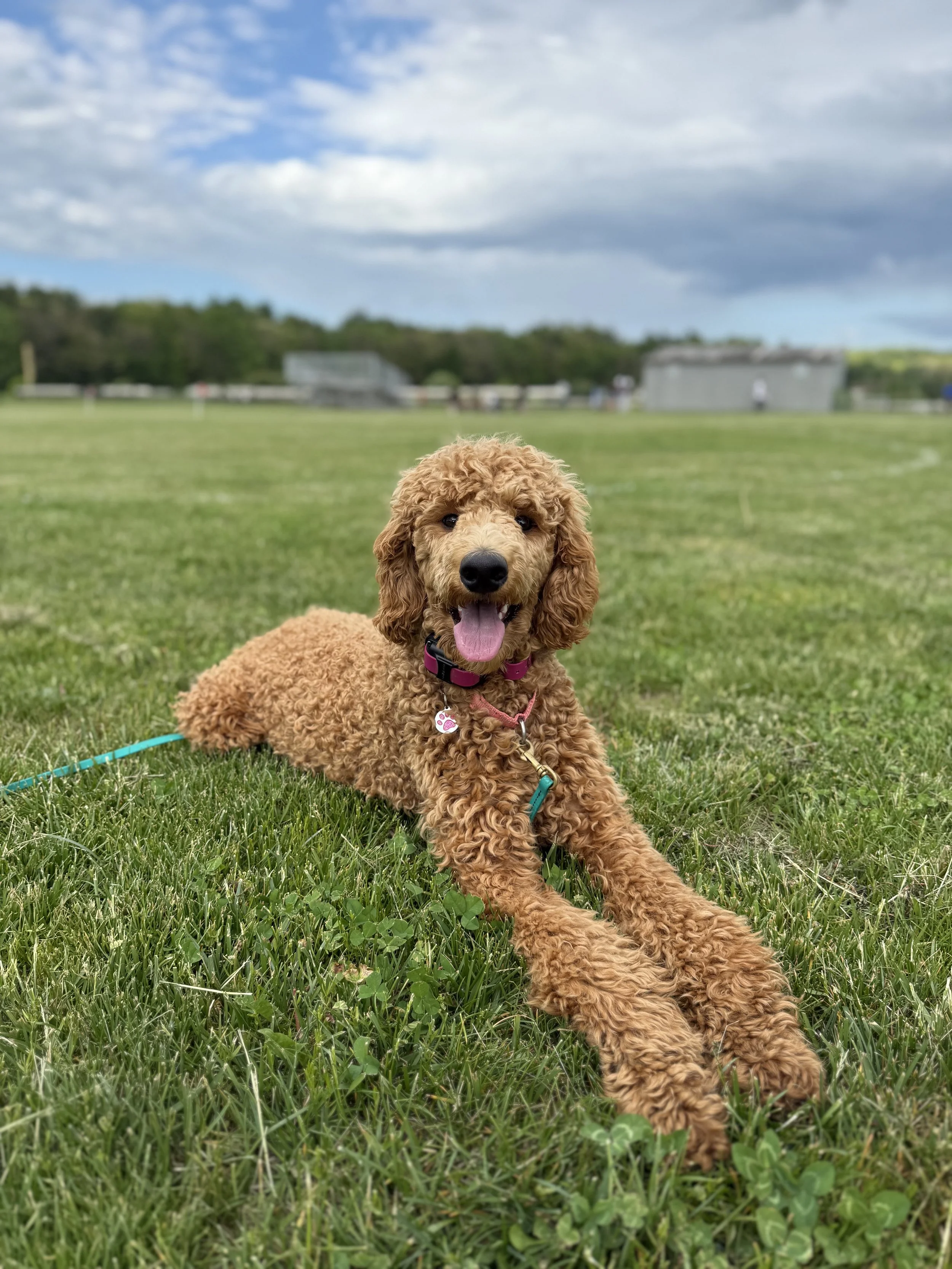 A happy, curly-haired puppy lying on green grass with its tongue out, in an open field with a cloudy sky in the background.