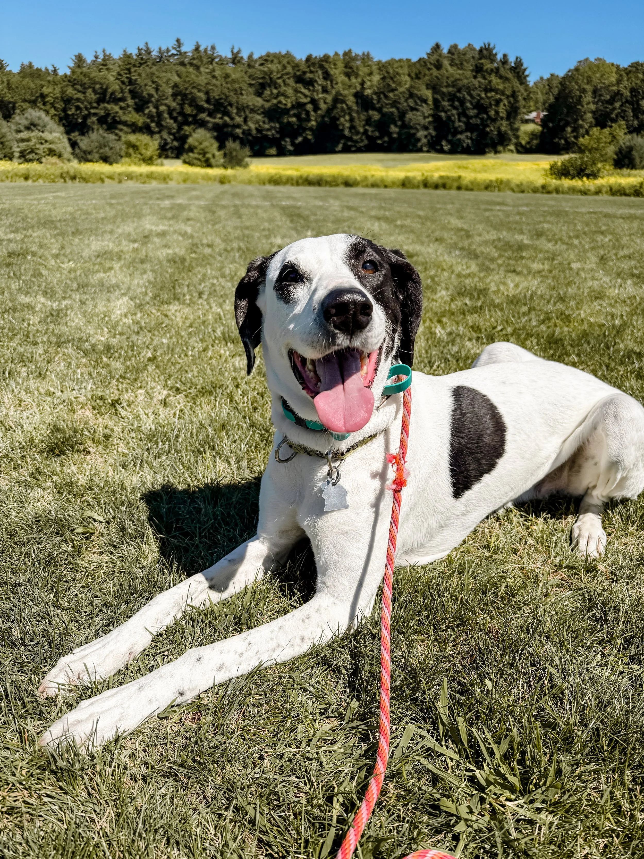 A happy black and white dog lying on the grass in a park with trees and a clear blue sky in the background.