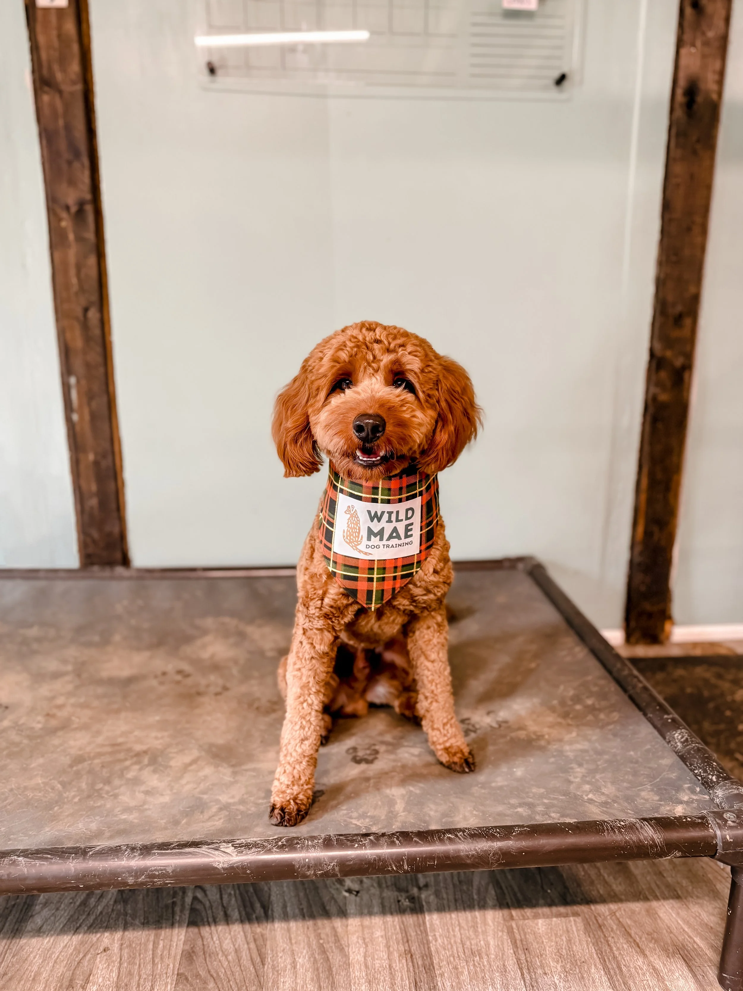 A brown, curly-haired dog sitting on a metal grooming table with a wooden floor. The dog is wearing a plaid bandana that has a sign reading 'WILD MAE DOG TRAINING' attached to it. The background features a white wall with a metal grooming arm.