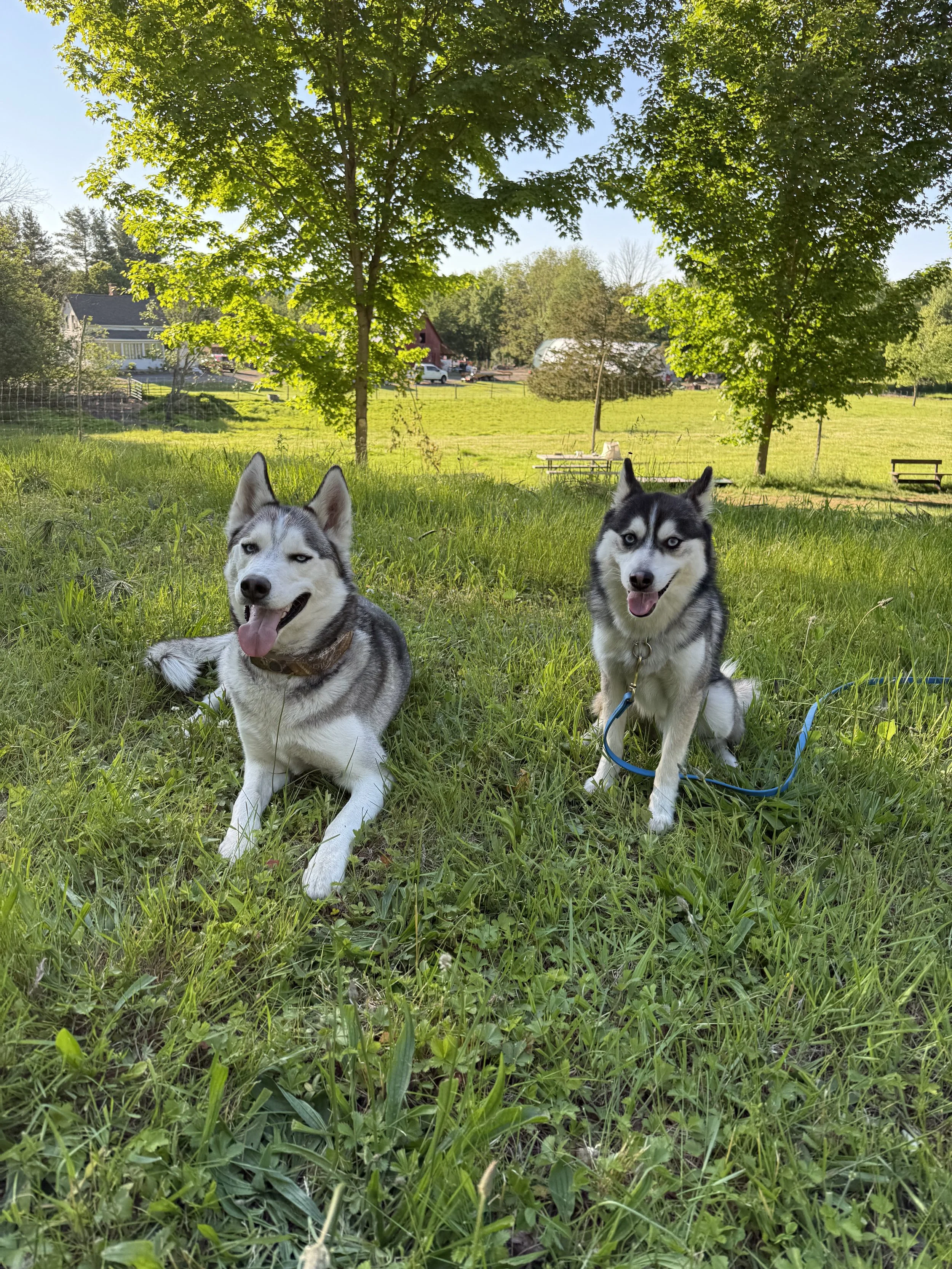 Two Siberian Huskies sitting on grass in a green park with trees and a field in the background on a sunny day.