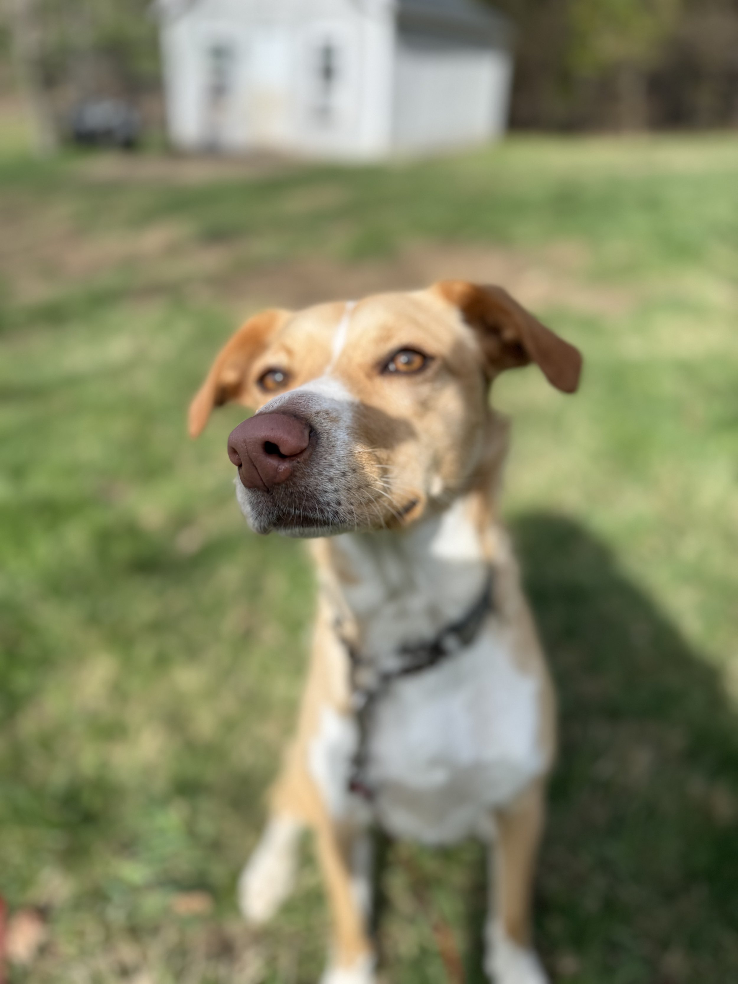 Close-up of a brown and white dog with amber eyes standing outdoors on grass with a blurry house in the background.