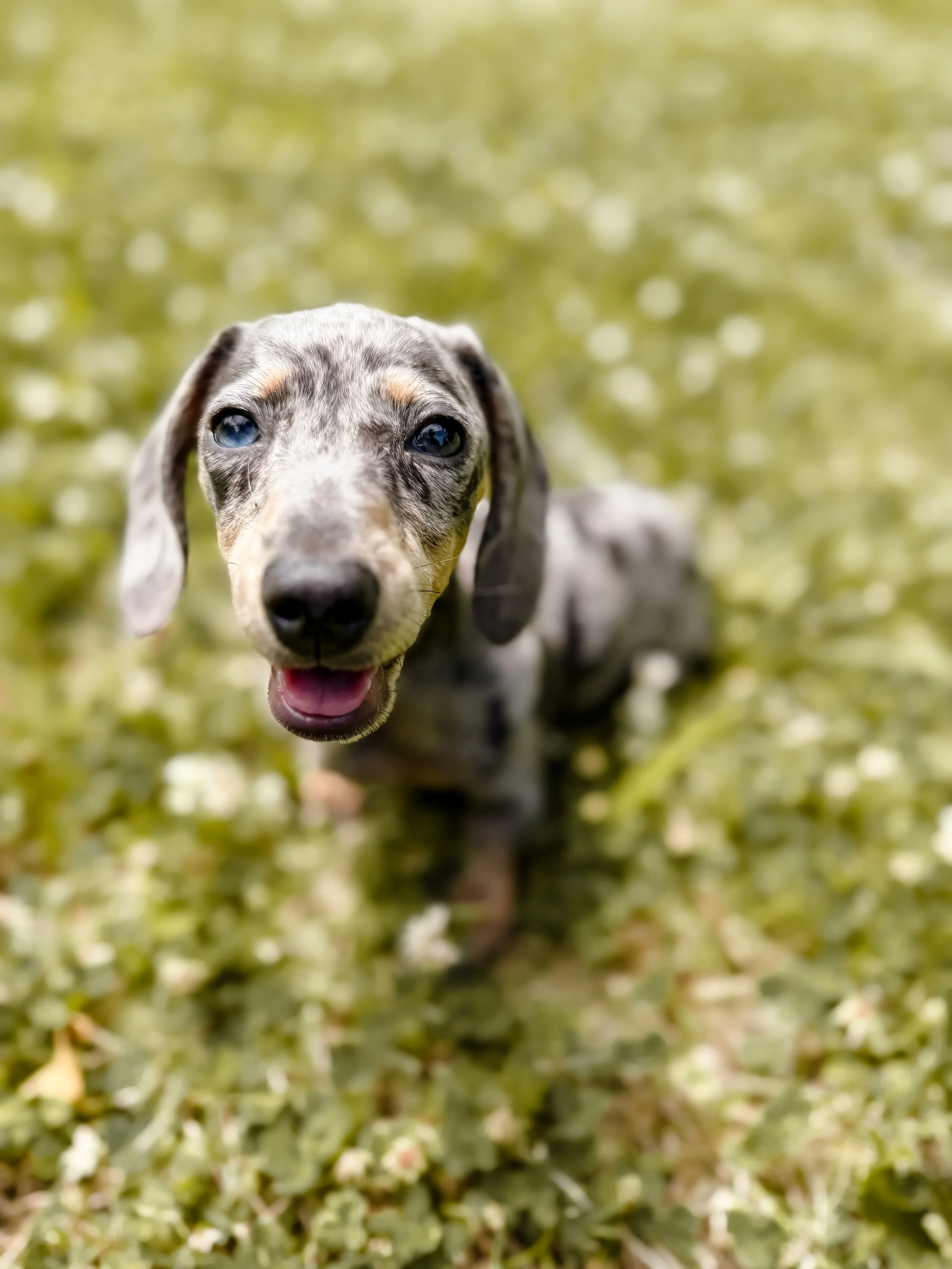 Close-up of a grey and black puppy with blue eyes, lying on grassy ground.