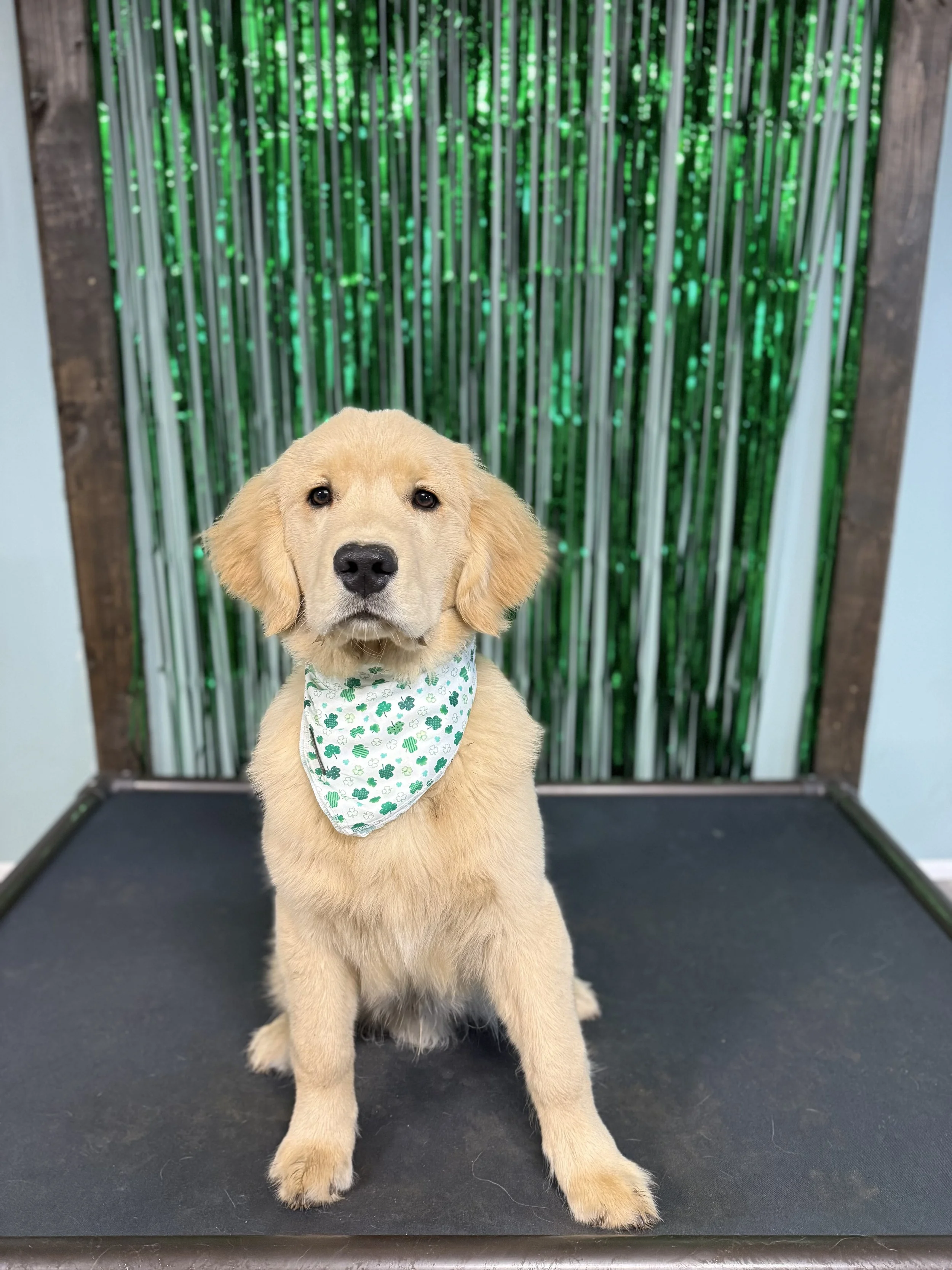 A young golden retriever puppy wearing a white bandana with green shamrocks, sitting on a black surface in front of a green holiday-themed backdrop.
