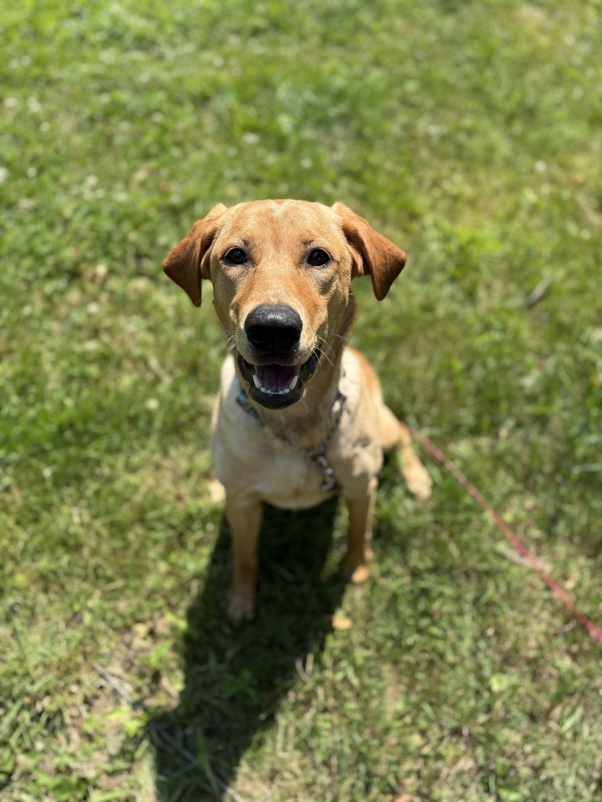 A happy tan dog with a black nose sitting on green grass, looking up at the camera.