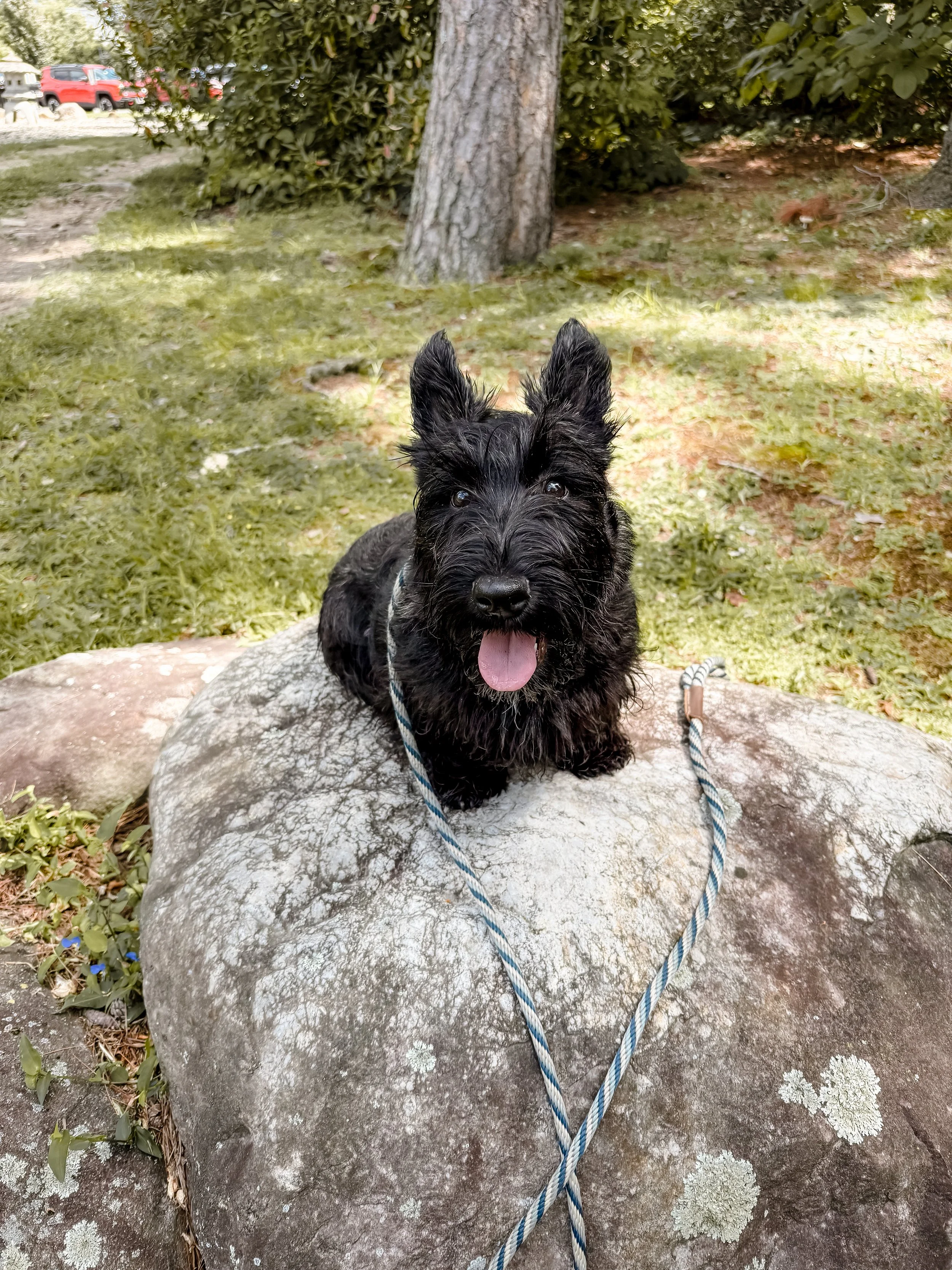 A black Scottish Terrier puppy sitting on a large gray rock outdoors. The puppy has wet fur, pointed ears, and is sticking out its tongue. A leash is attached to its collar. The background features green grass, a tree trunk, and some shrubs.