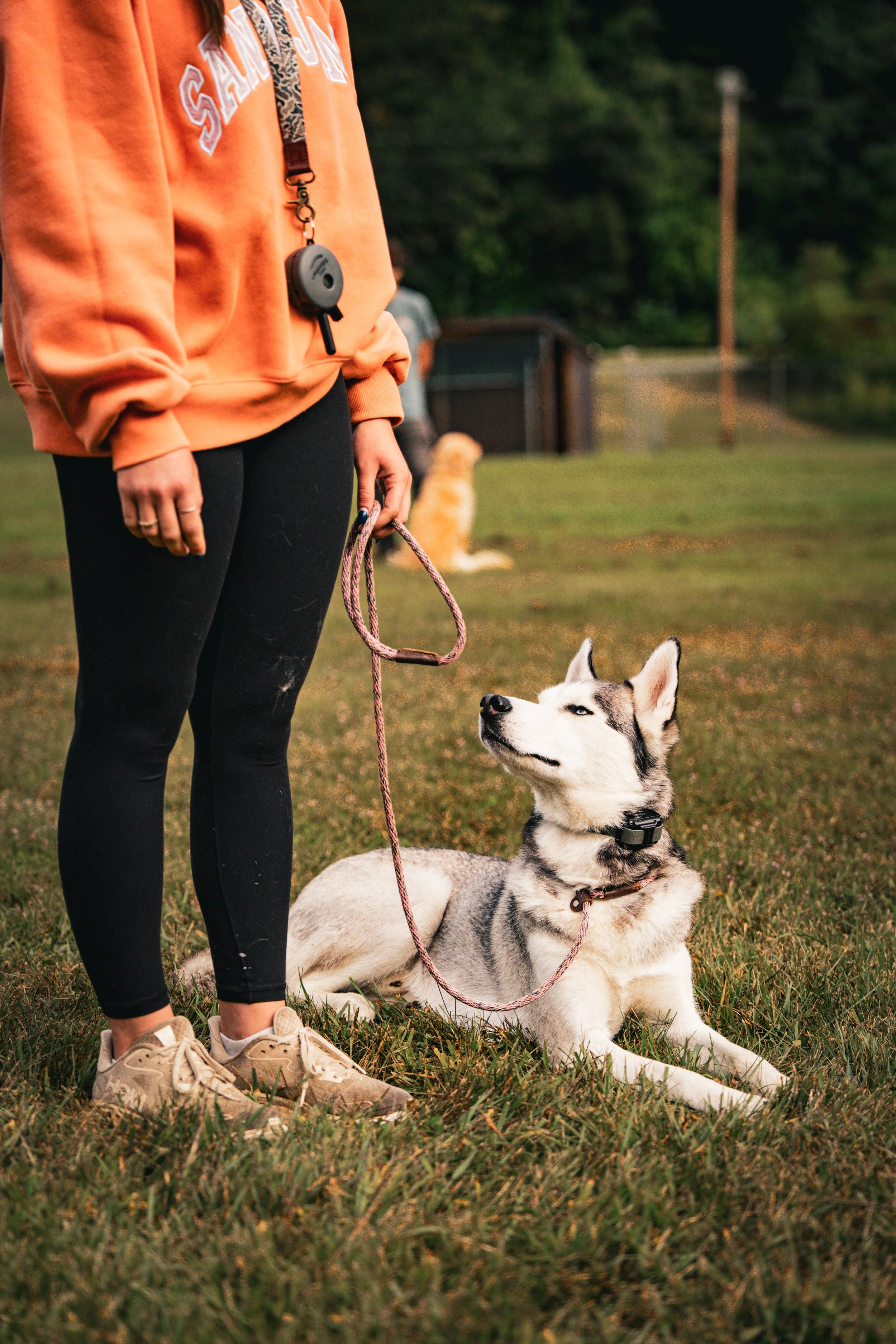 A person wearing an orange sweatshirt with the word 'SANN' visible, black leggings, and beige sneakers stands on grass, holding a leash attached to a reclining Siberian Husky with blue eyes. The background shows a green outdoor setting with trees, a fence, and a utility pole.