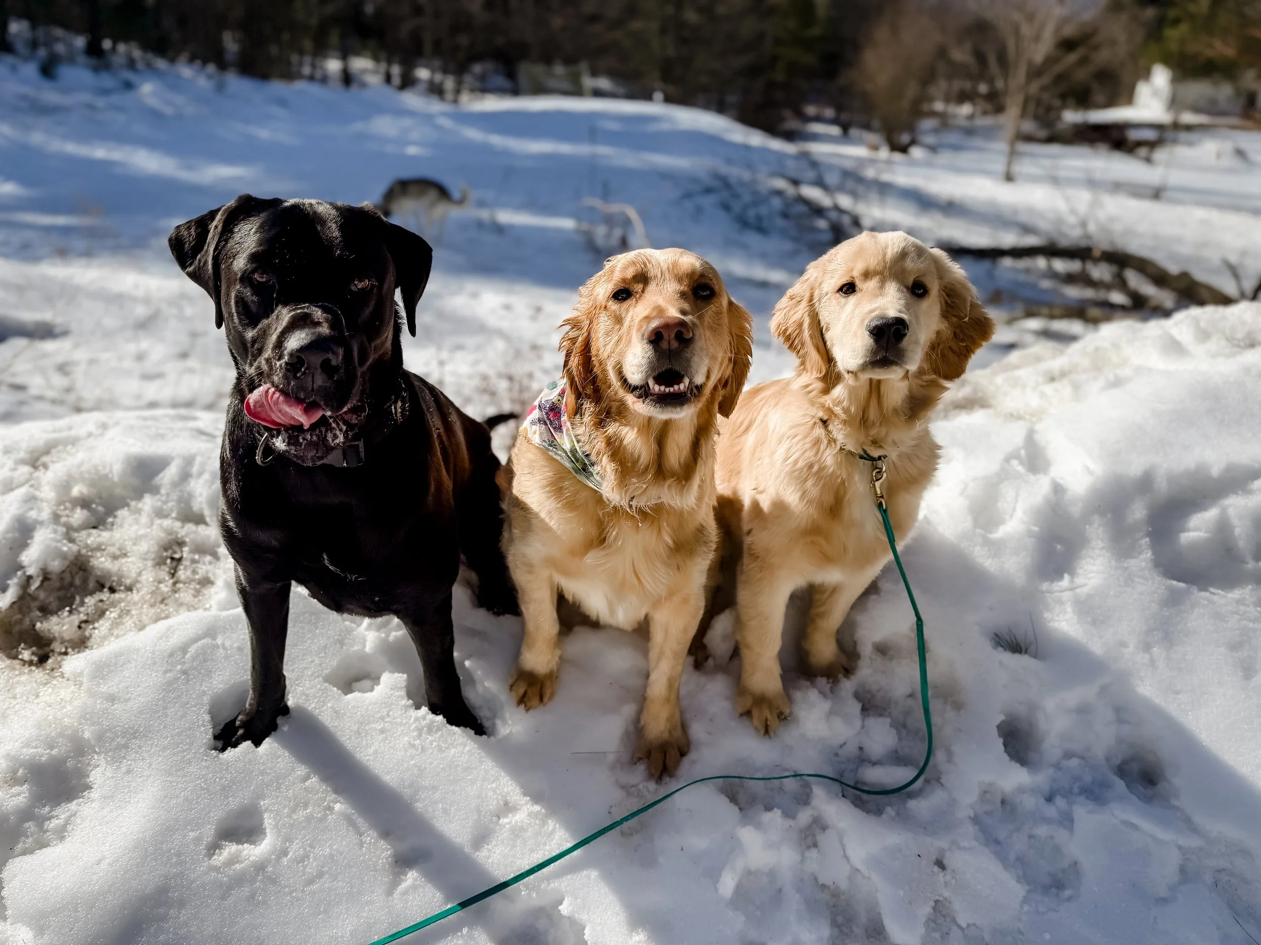 Three dogs standing in snow outdoors on a winter day, with trees and a fence in the background.