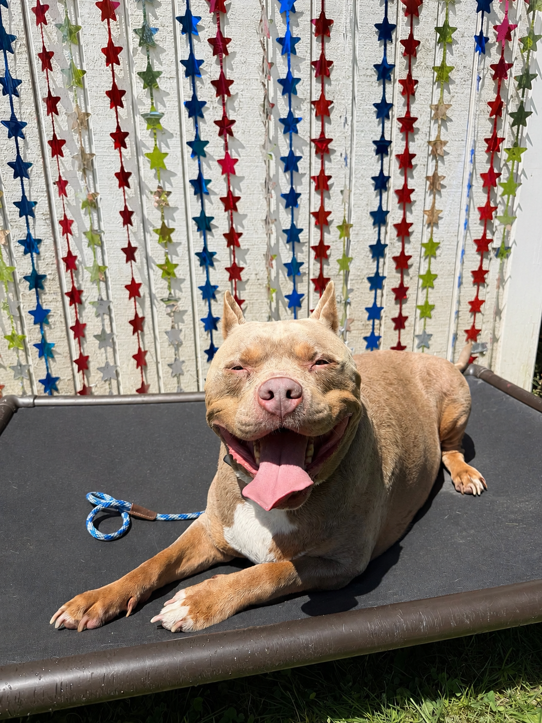 A happy, smiling dog lying on a black platform in front of a red, white, blue, and green star-patterned backdrop.