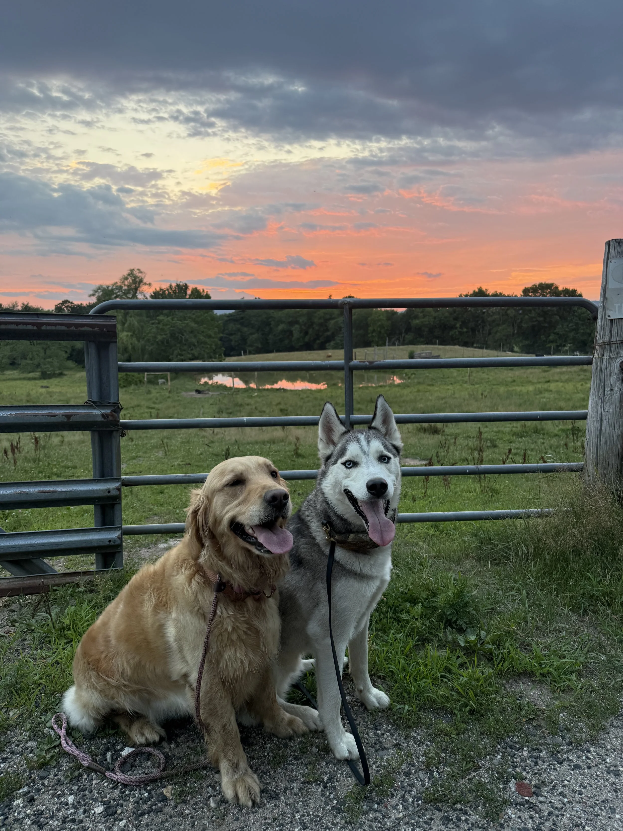 Two dogs sitting in front of a metal gate on a grassy area during sunset, with a sky filled with clouds and pink, orange, and purple hues and trees in the background.