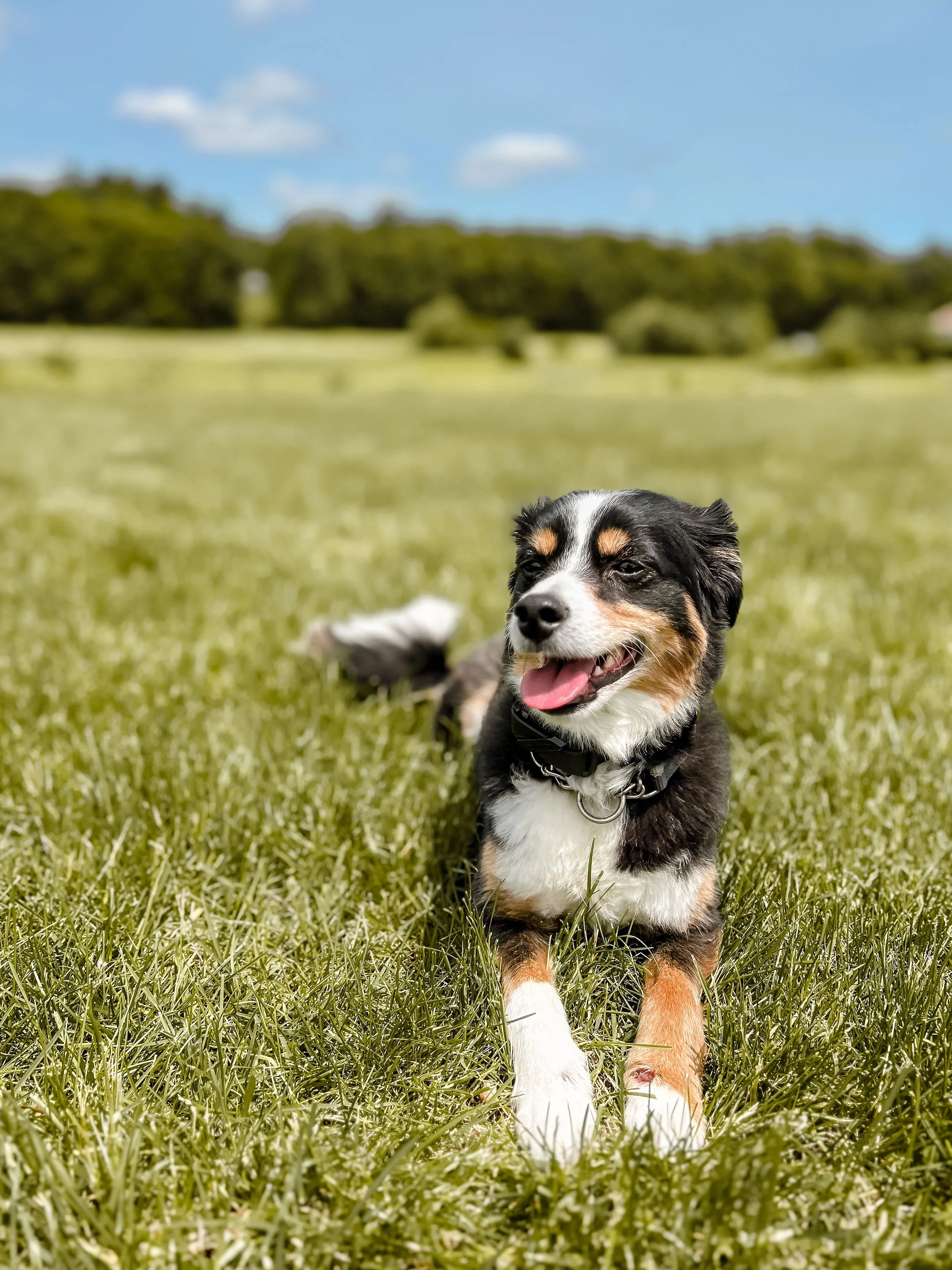A happy puppy, laying on green grass with a blue sky and trees in the background.