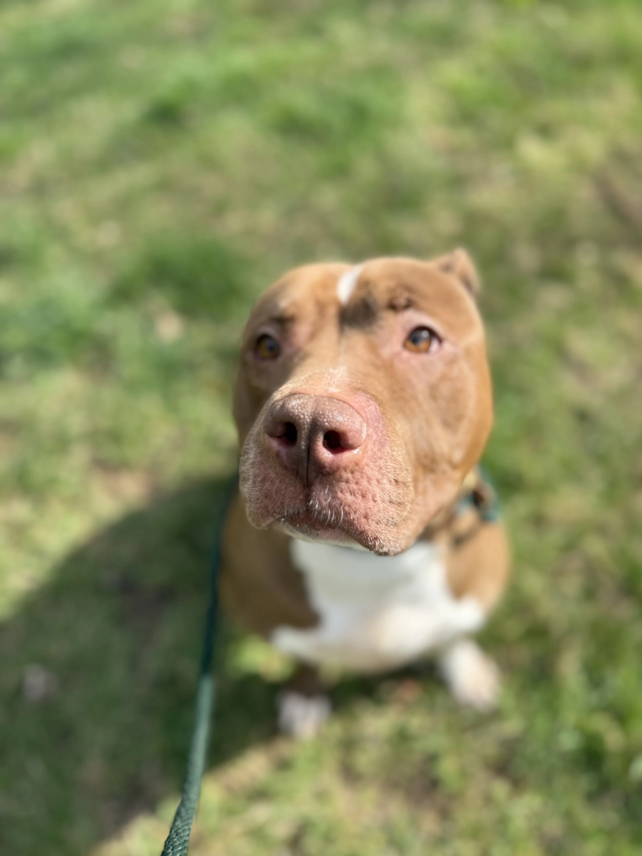 Close-up of a brown dog with white markings, looking directly at the camera on a green grassy background.