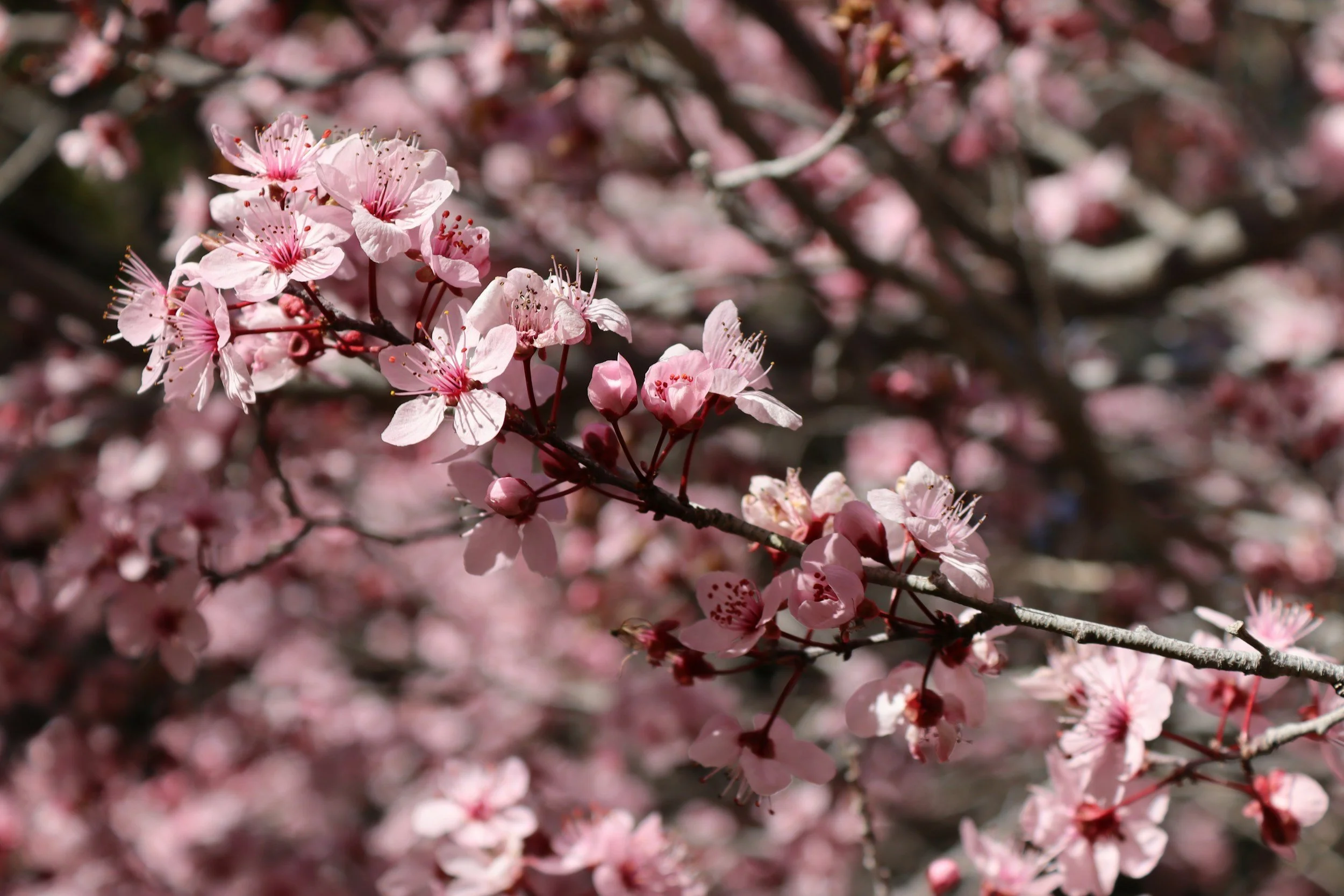 Close-up of pink blossoms on a tree branch with blurred background.