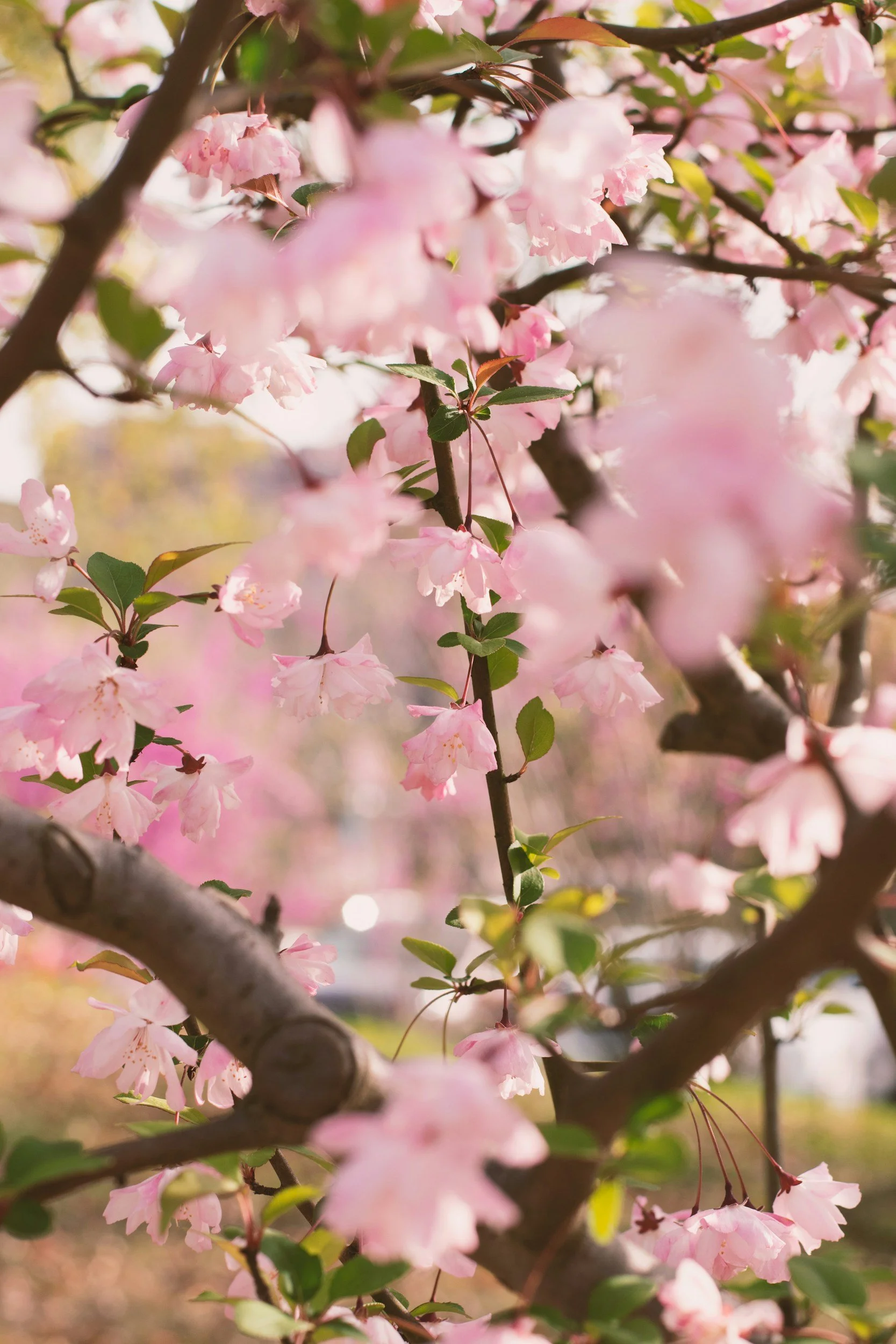 Close-up of pink cherry blossoms on tree branches with blurred background.