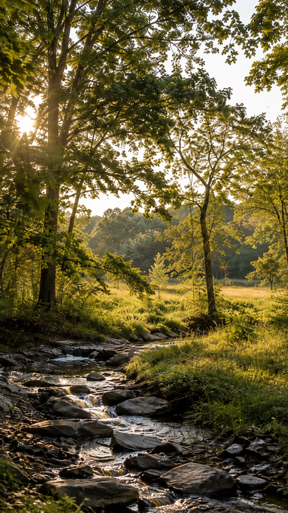 A peaceful forest scene with a small stream running through rocks, surrounded by lush green trees and grass, illuminated by warm sunlight filtering through the leaves.