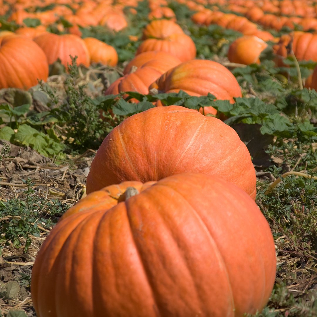 Extra Large Big Mac Pumpkin