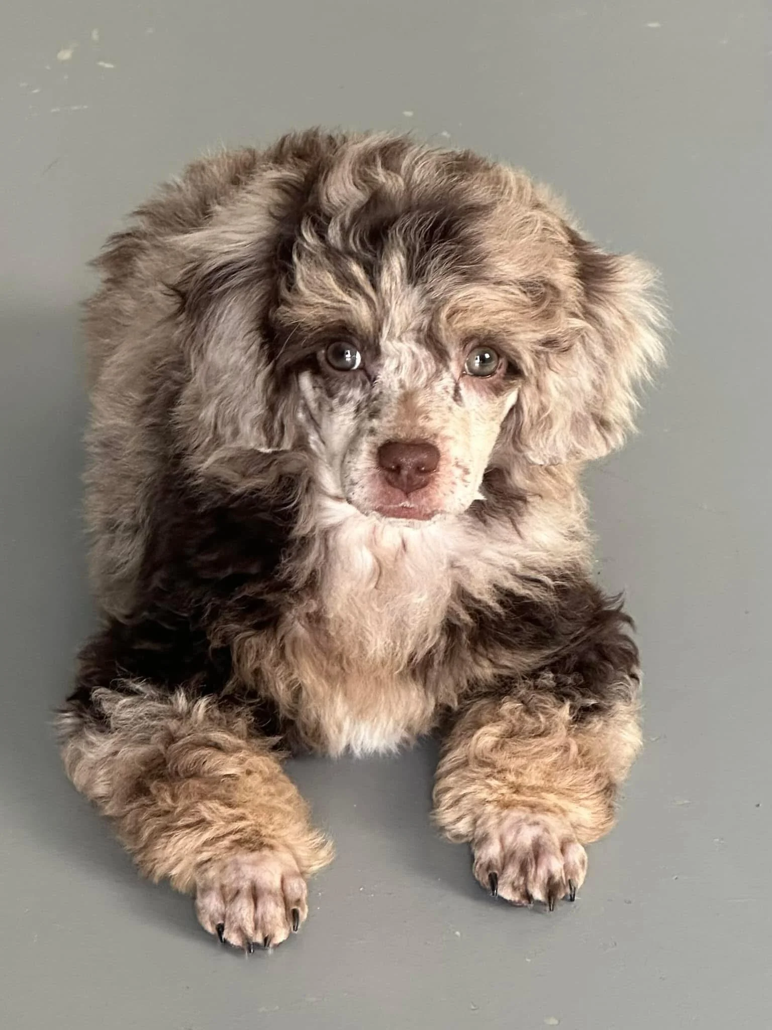 Tootsie - Toy Poodle (Mom)