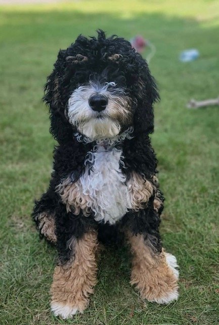 Mini Bernadoodle - Mom