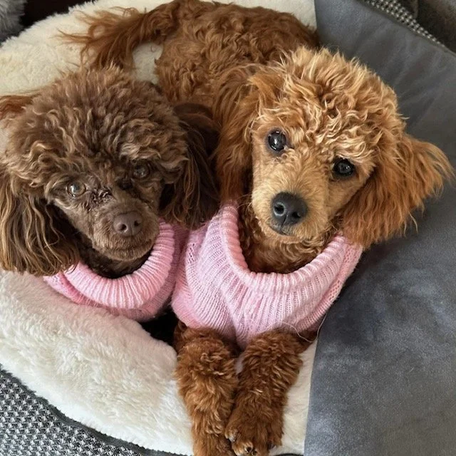 Precious & Sweetie - Toy Poodle (Moms)