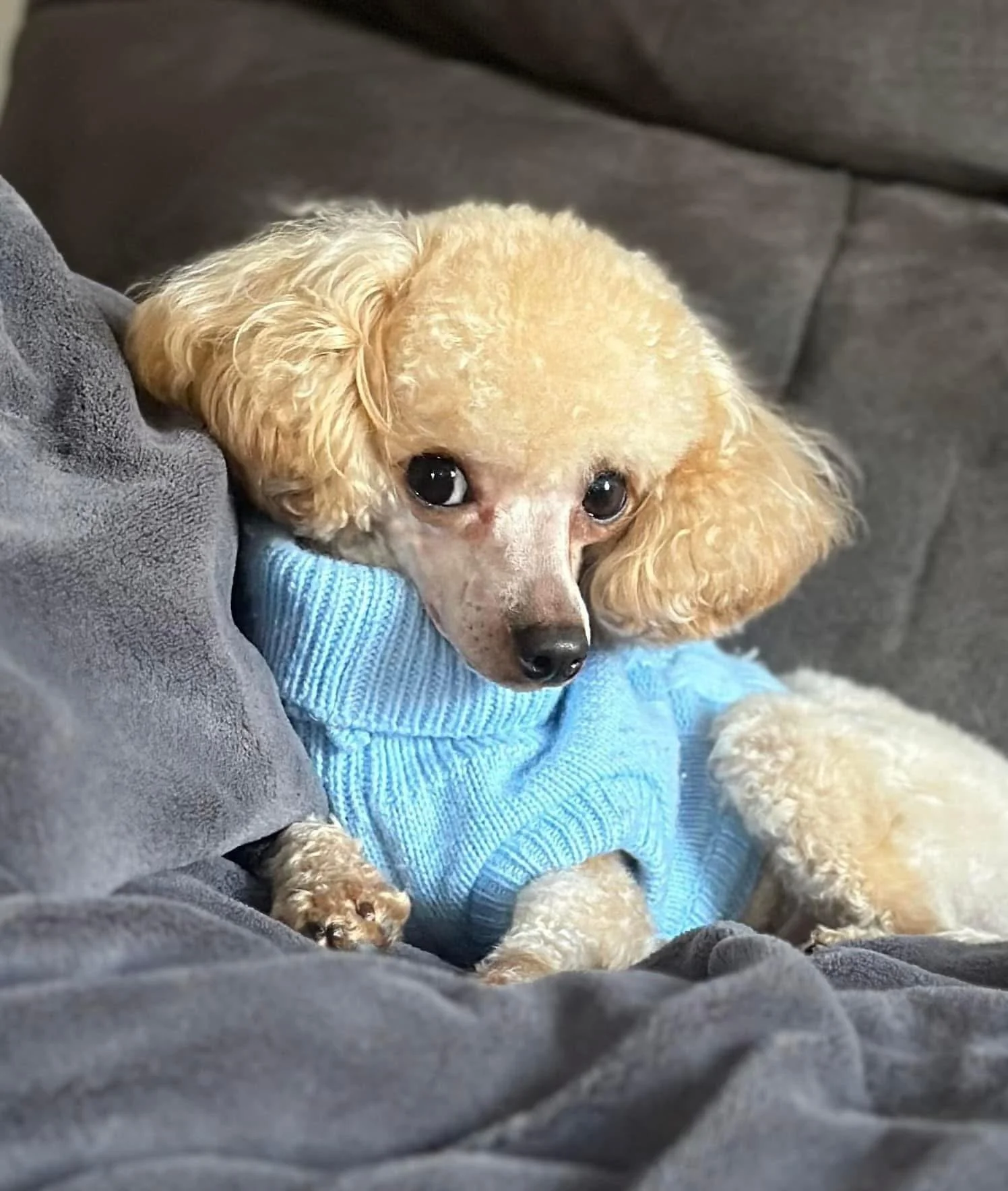 Muffin - Toy Poodle (Dad)
