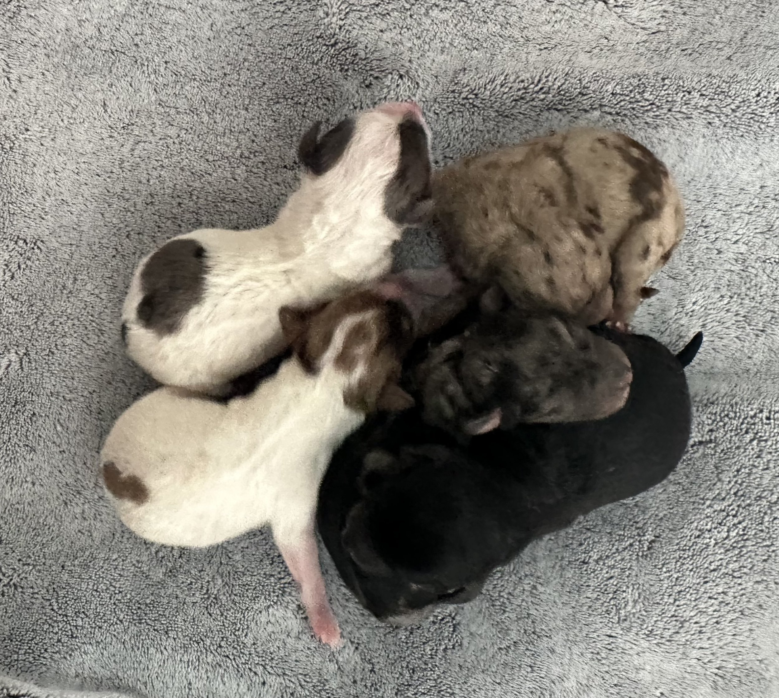 Mini Goldendoodles