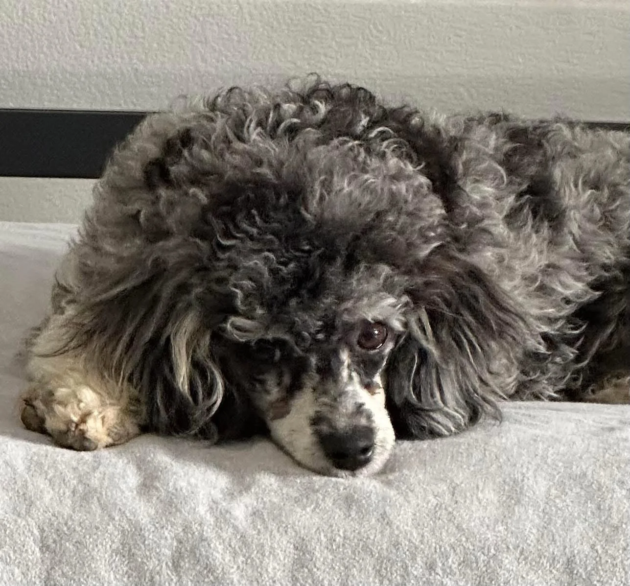Fancy  - Mini Aussie Doodle (Mom)