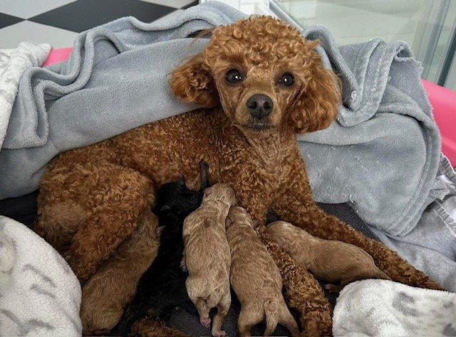 Mini Goldendoodle - Mom
