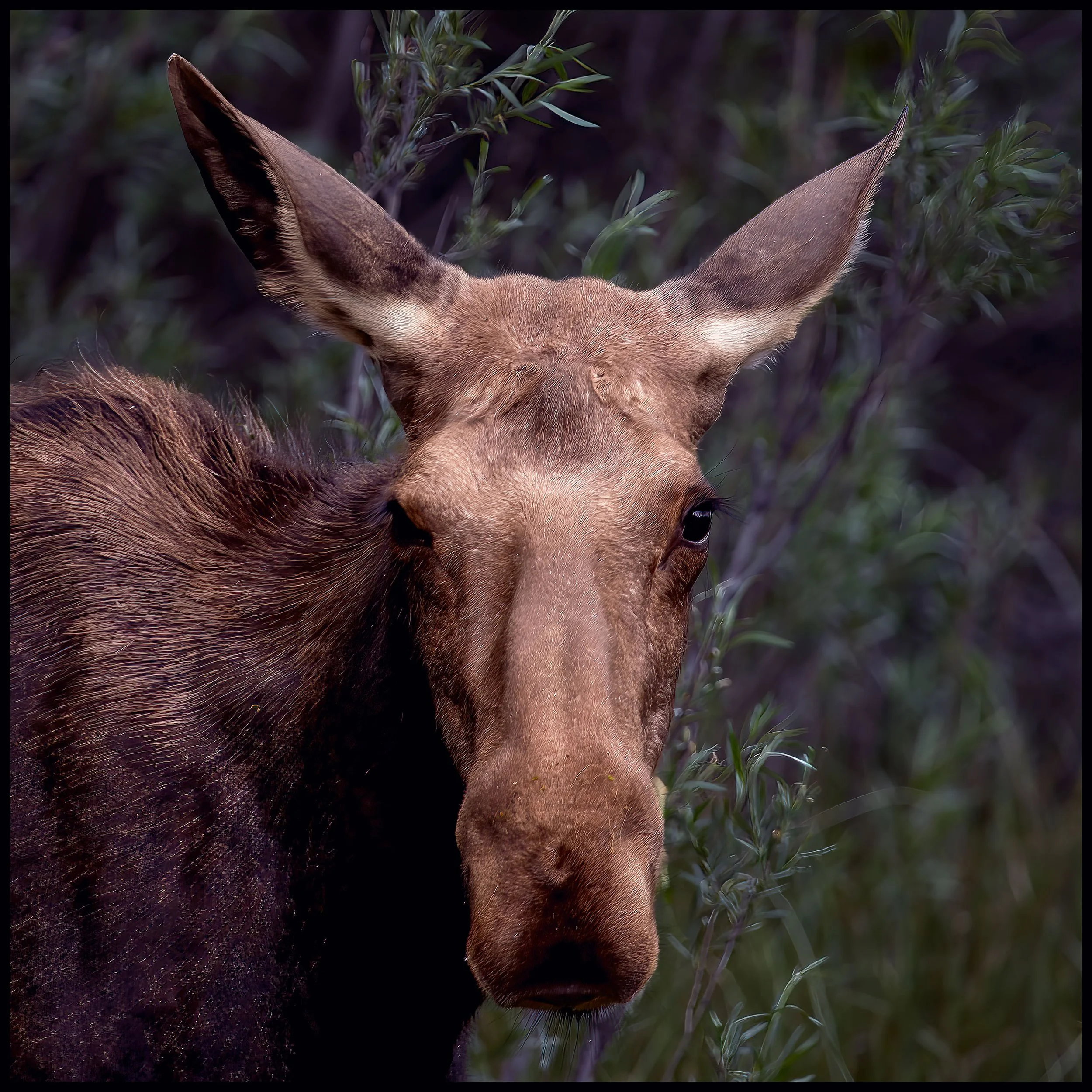 Close-up of a deer's head, showing ears and part of the face among greenery.