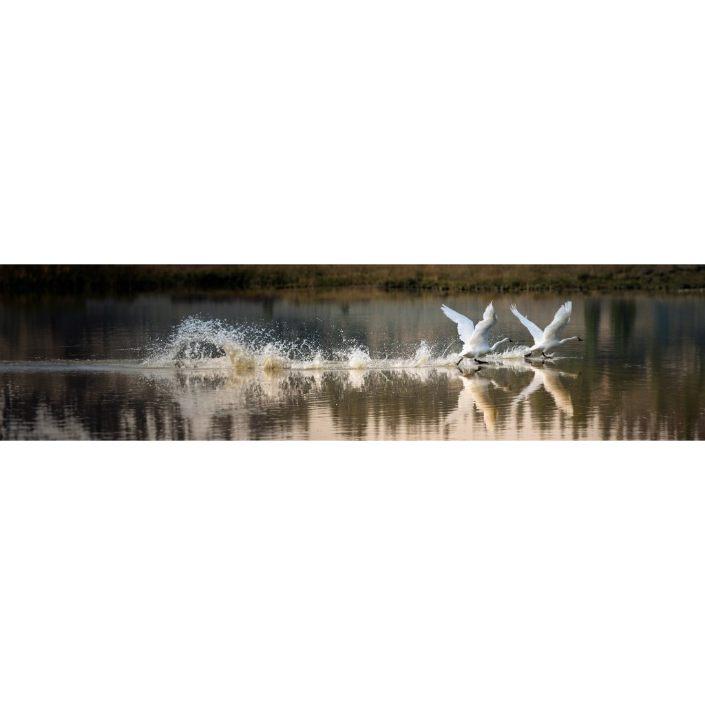 Three white birds running across the water at Swan Lake Flats in Yellowstone National Park, with splashes and reflections visible.