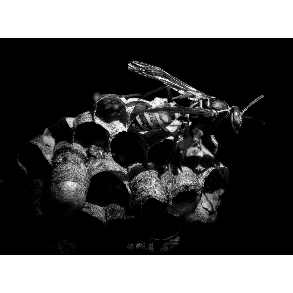 Black-and-white close-up of a paper wasp standing on the open chambers of its nest, photographed by Tom Lance.