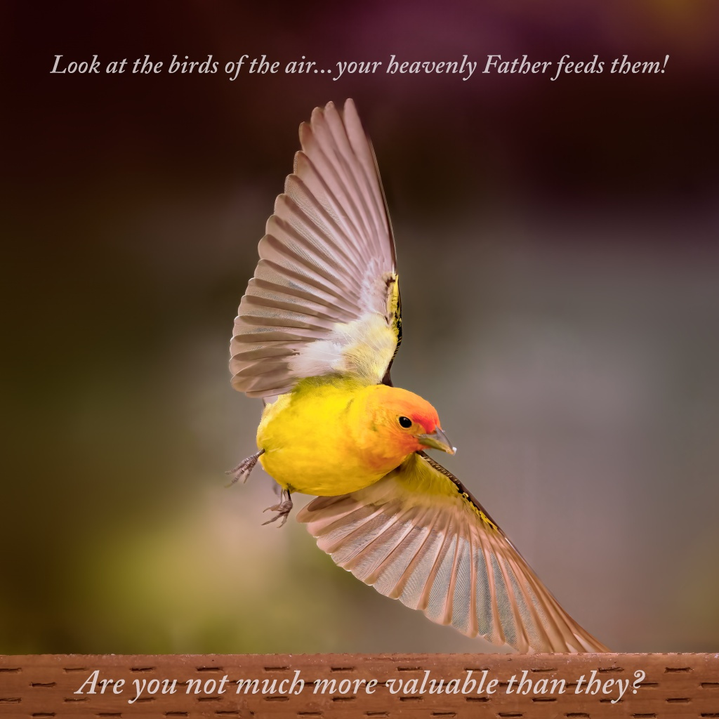 Western Tanager in flight with words from Matthew 6:26 about God's care incorporated into the artwork.