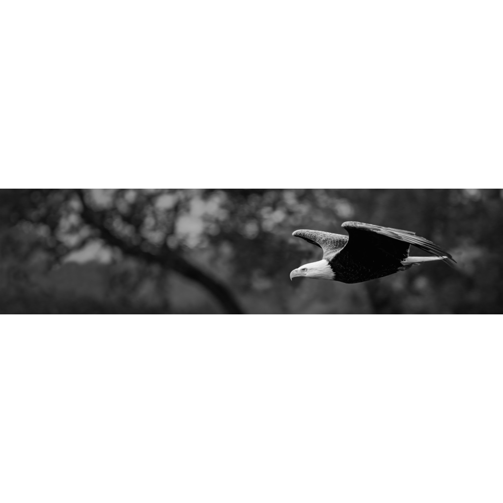Black-and-white panoramic photograph of a bald eagle soaring near the Yellowstone River in Livingston, Montana.