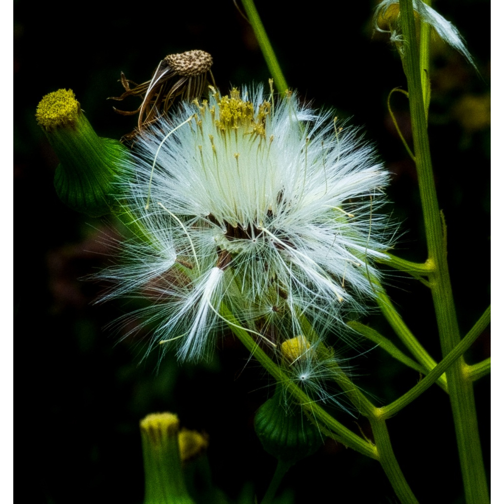 Close-up photograph of delicate white seeds gathered around a seed head against a dark natural background, photographed by Tom Lance.