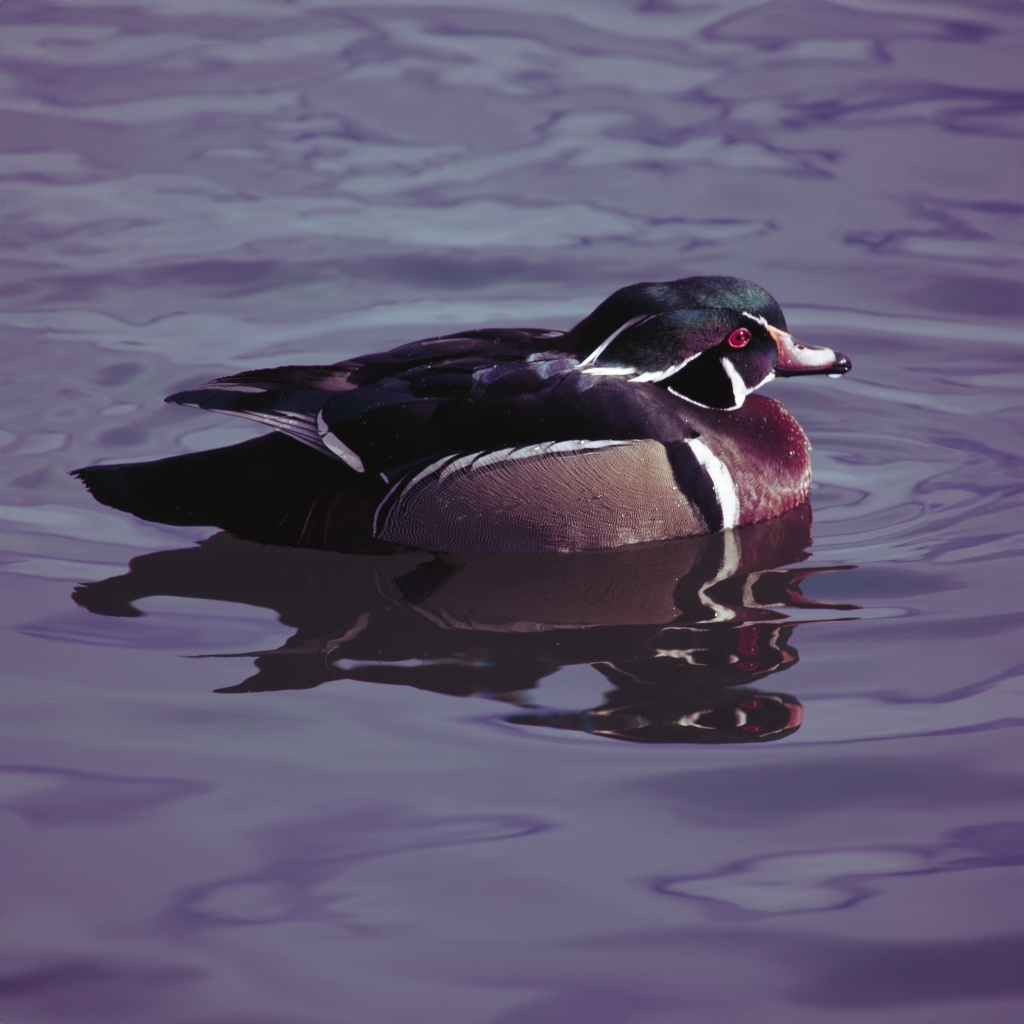 Colorful Wood Duck floating on calm water with its reflection visible below at Sacajawea Park in Livingston, Montana.